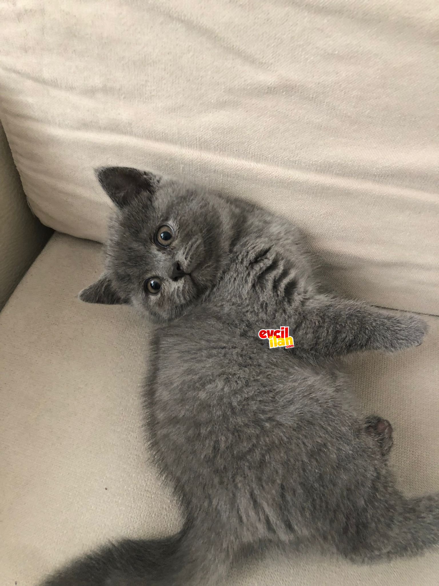 British Shorthair(DİŞİ)