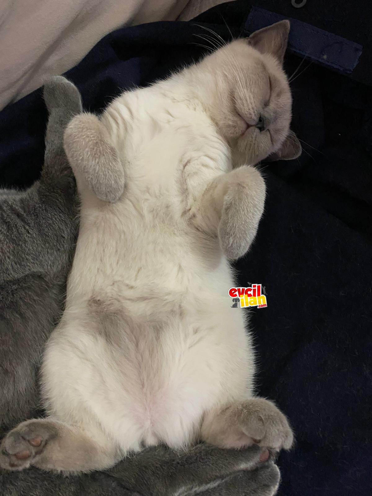 British shorthis blupoint