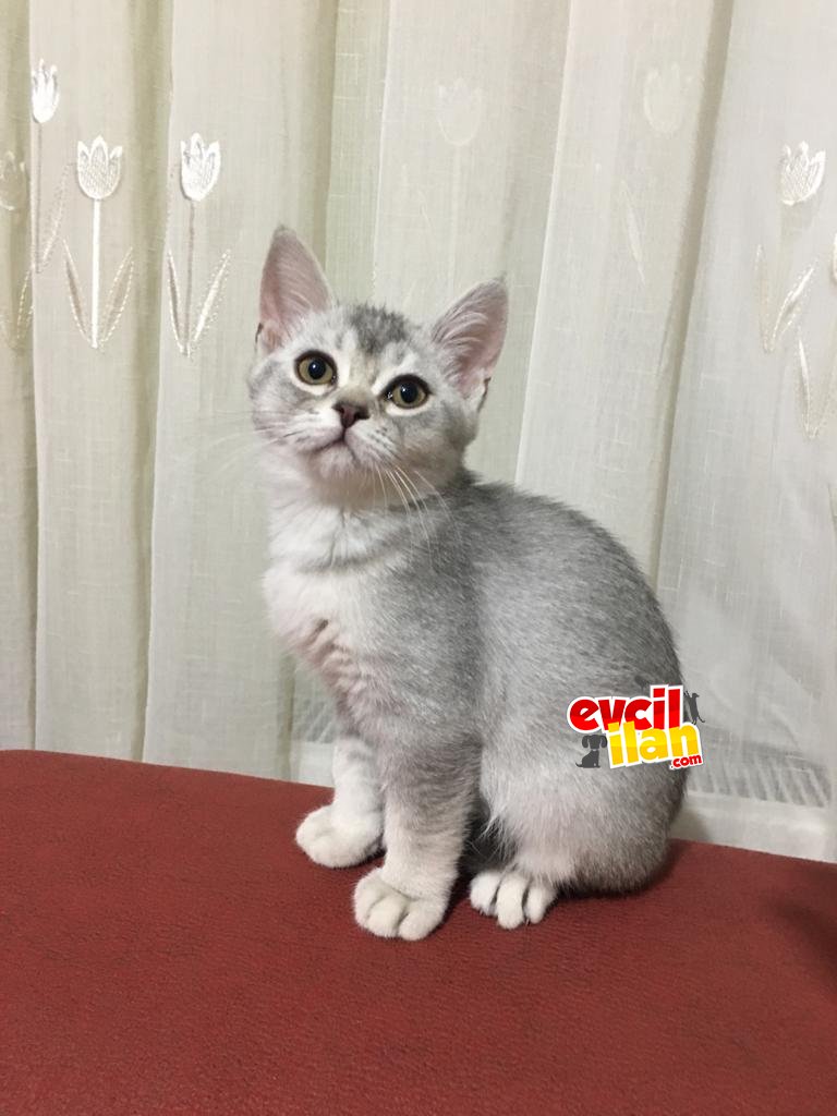 British Silver erkek kedi