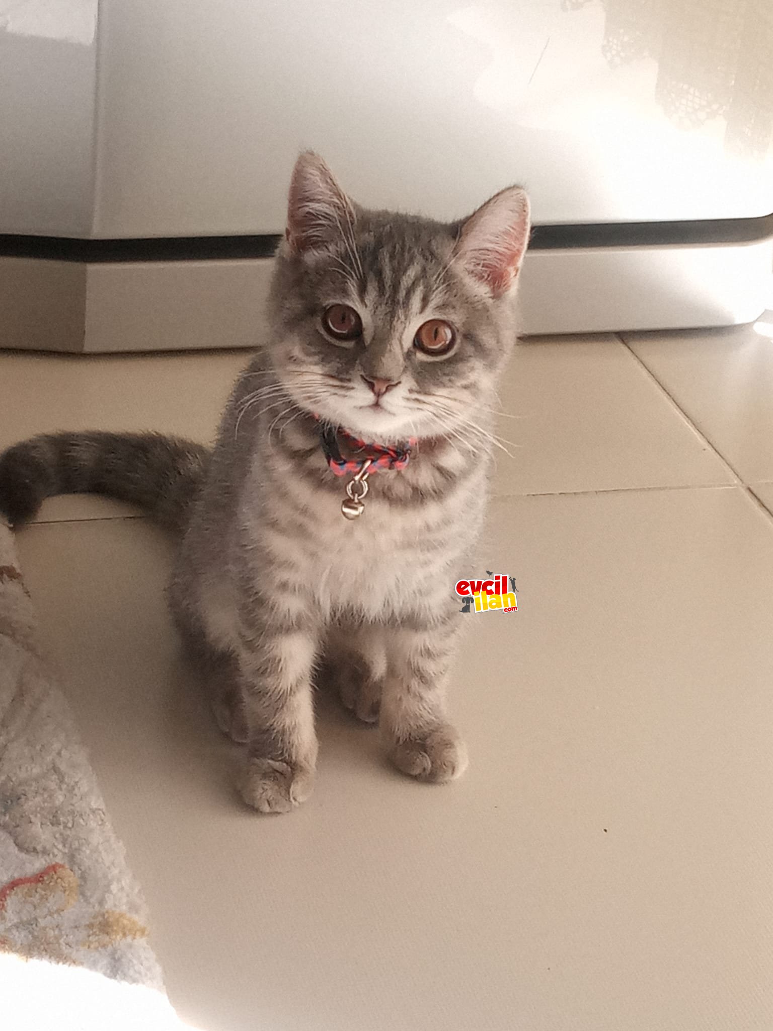 BRİTİSH SİLVER TABBY OĞLUM YENİ YUVASINI ARIYOR