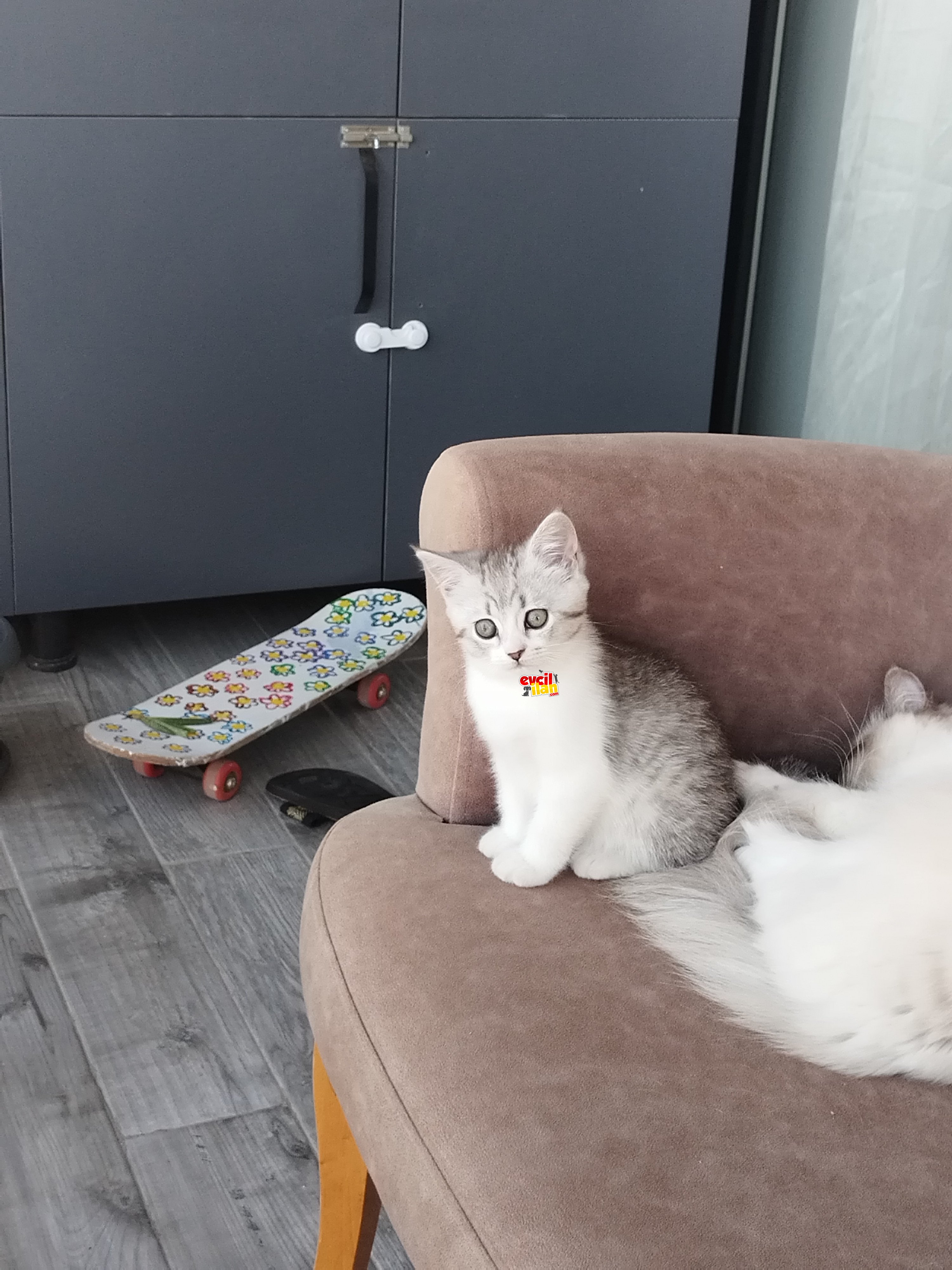 BRİTİSH SİLVER TABBY SHORTHAİR 