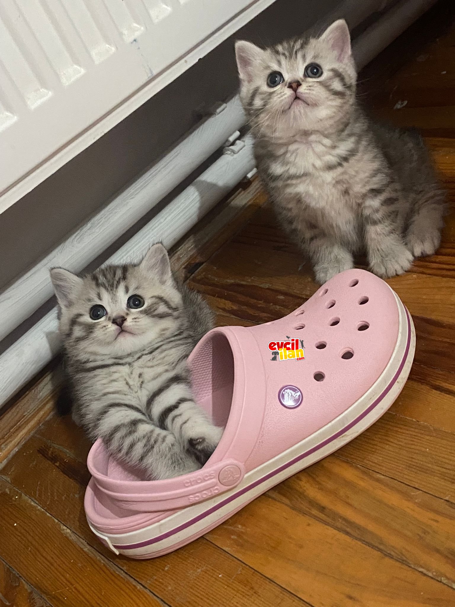 British silver tabby uygun sahiplendirilicektir