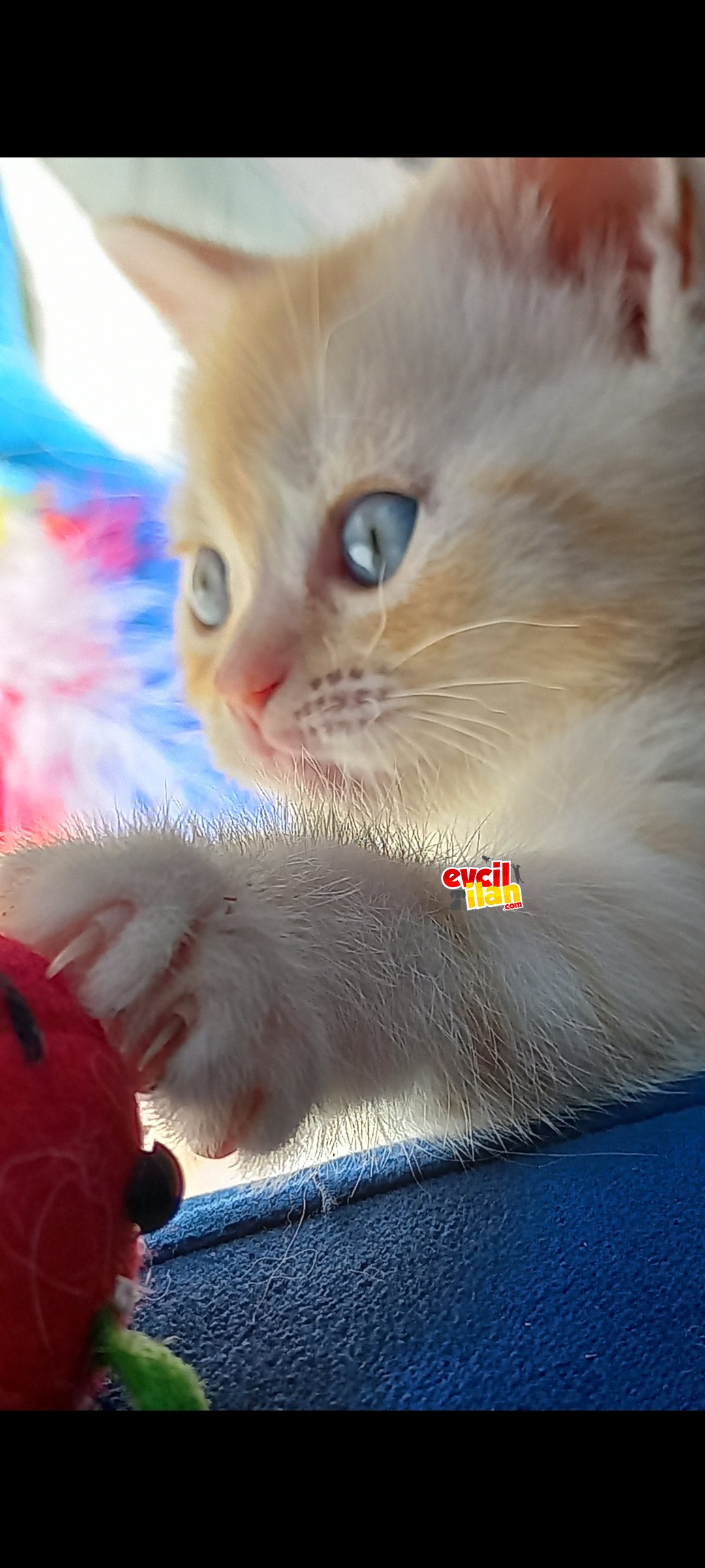 British silver ve scortish straing yavrularim 