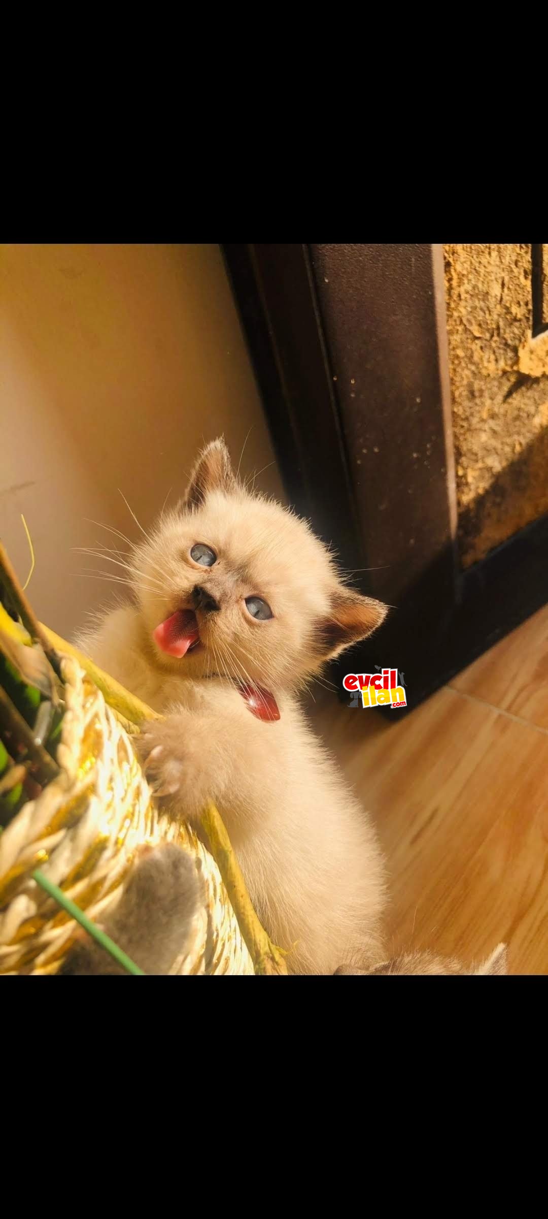 British Sorthair blue point 