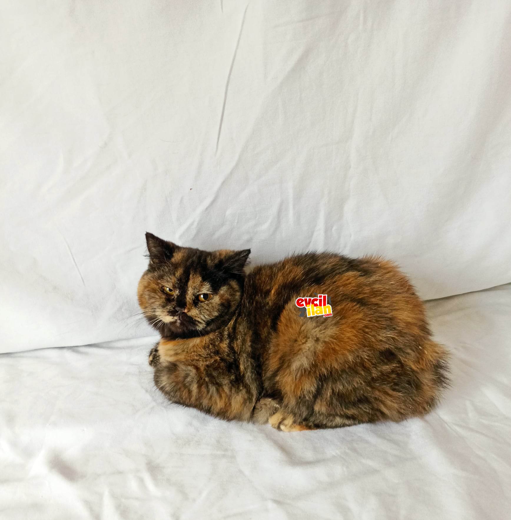 british sorthair tortie lk