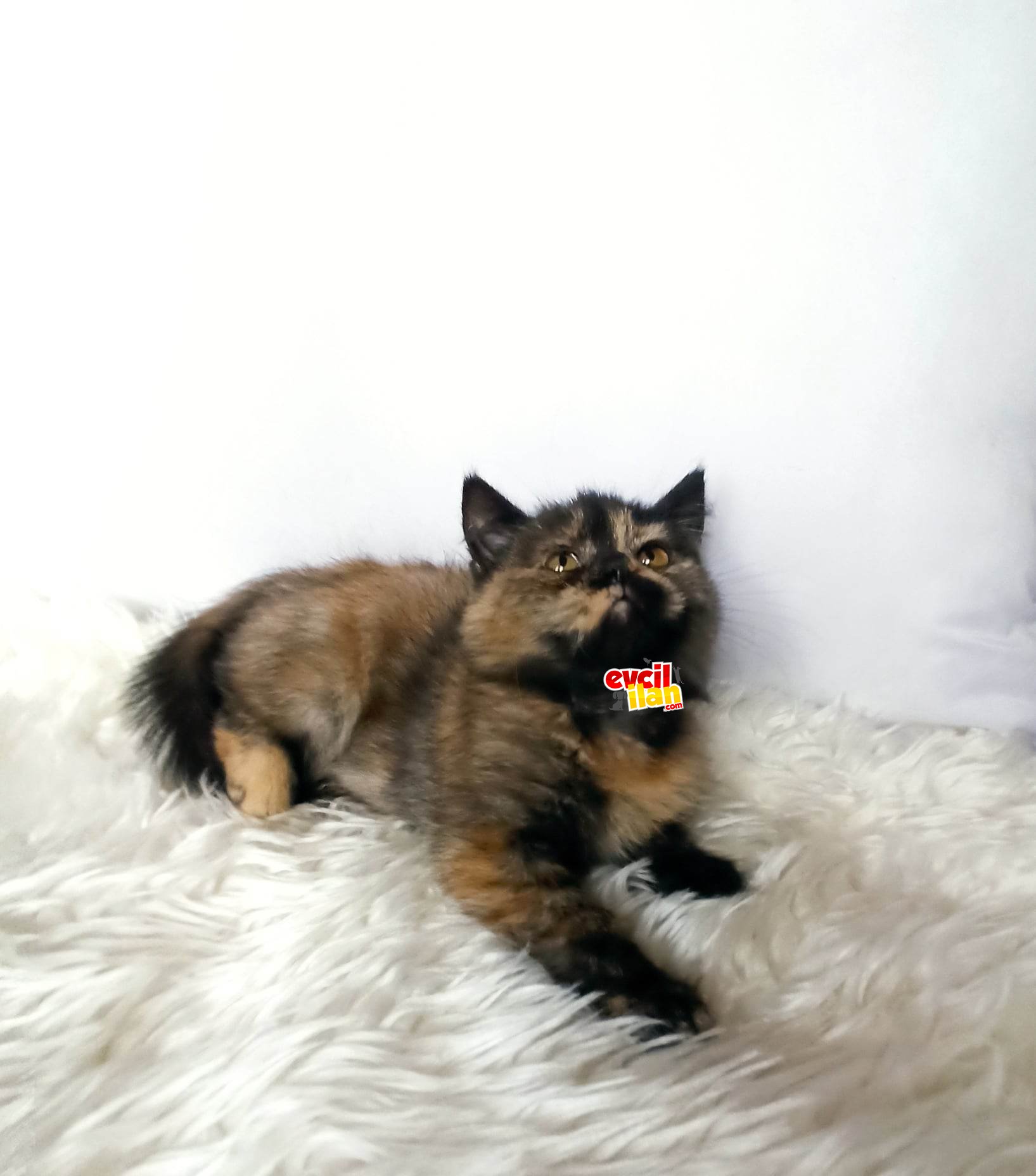 british sorthair tortie mn