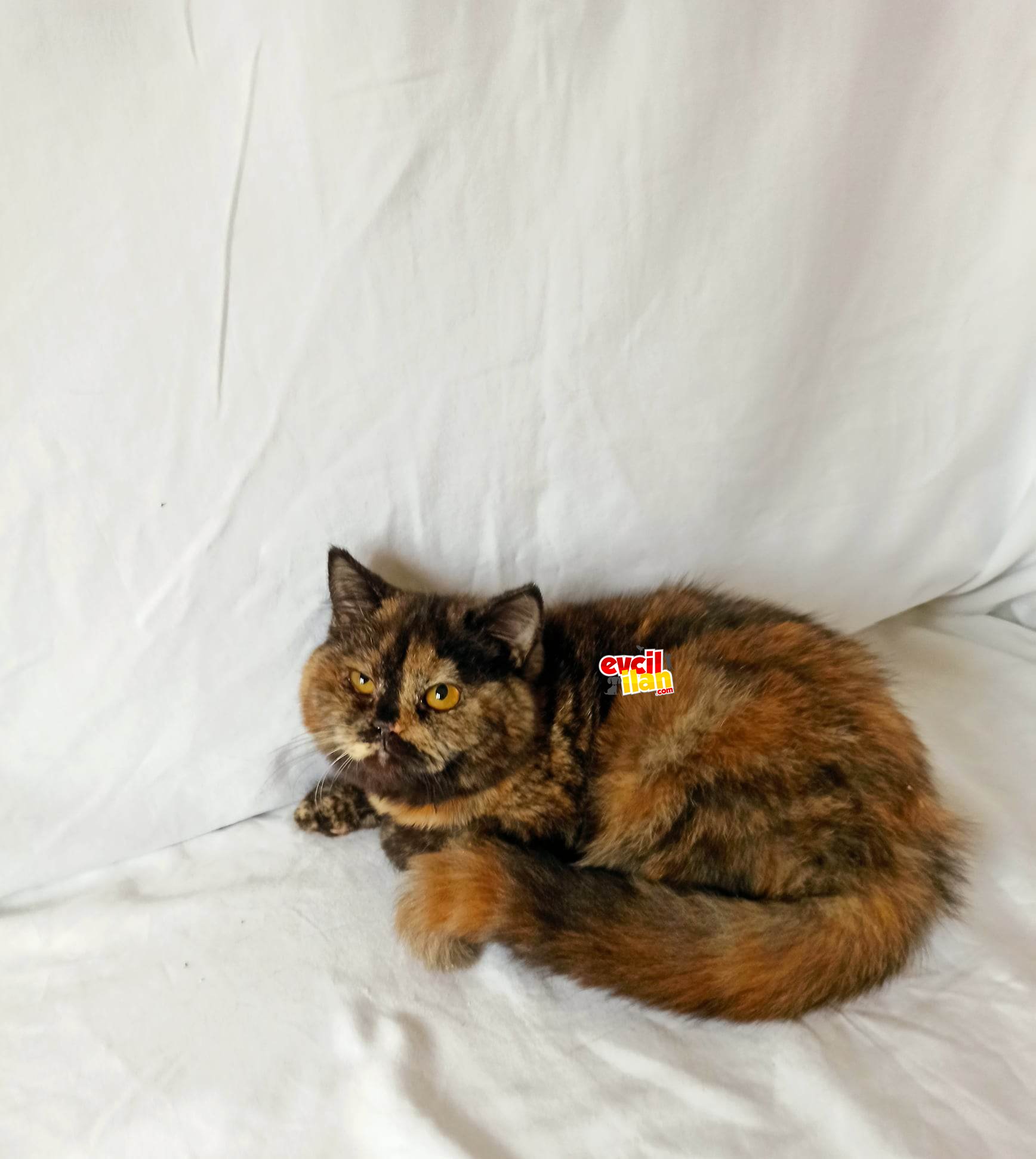 british sorthair tortie xx