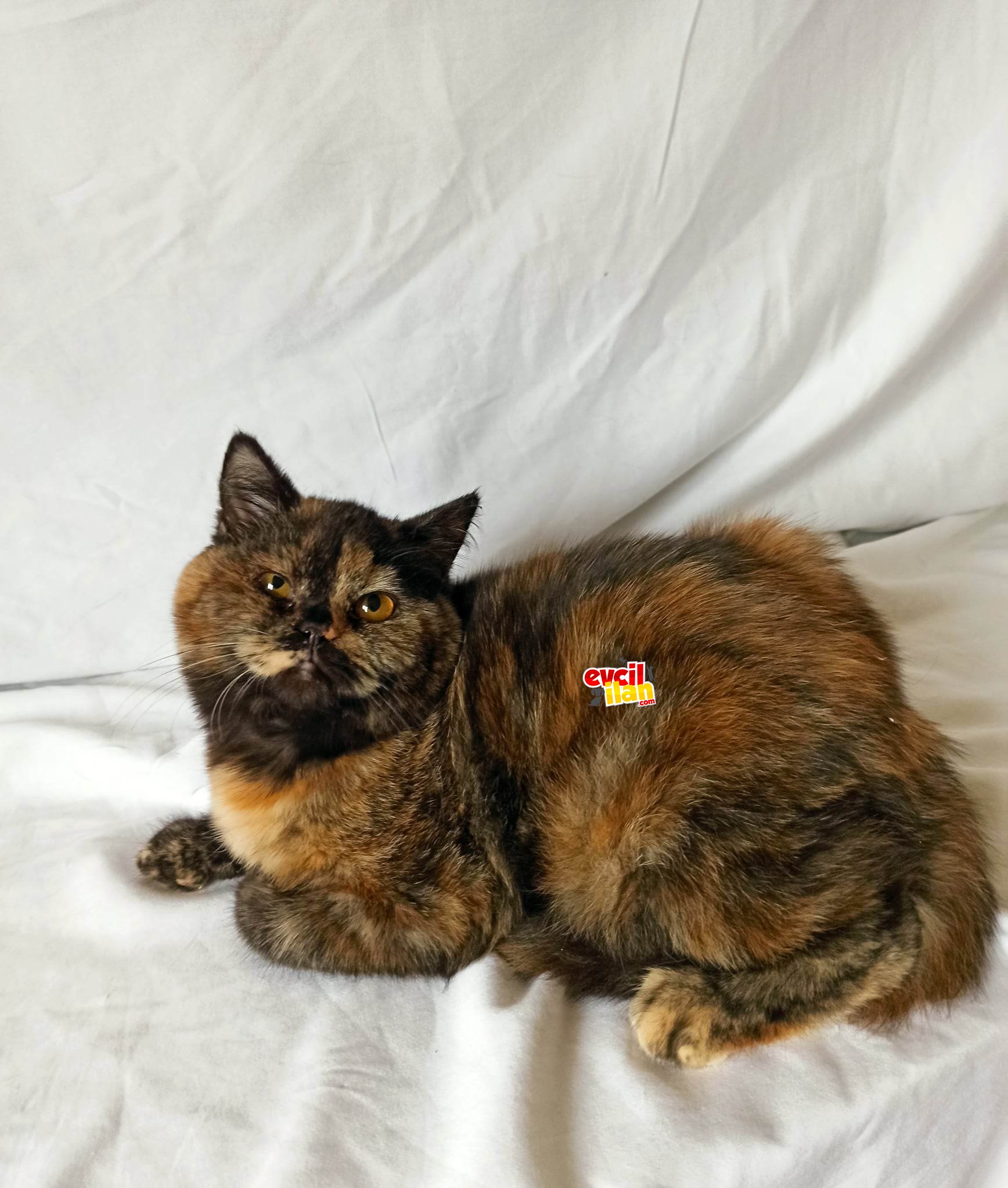 british sorthair tortie za