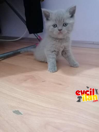 British straıght ve scottish straıght yavrularım 