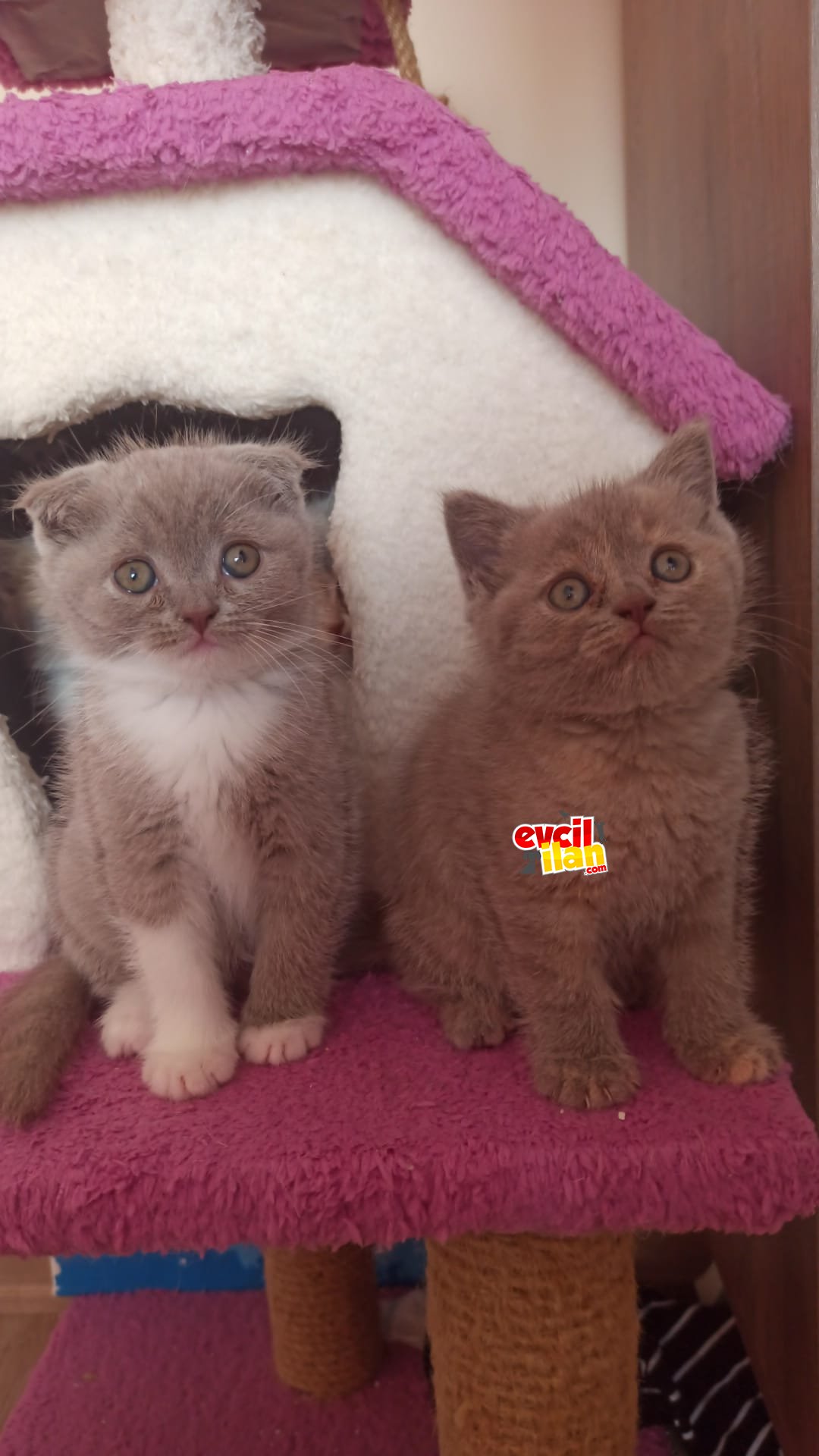 British ve scottish fold yavrular