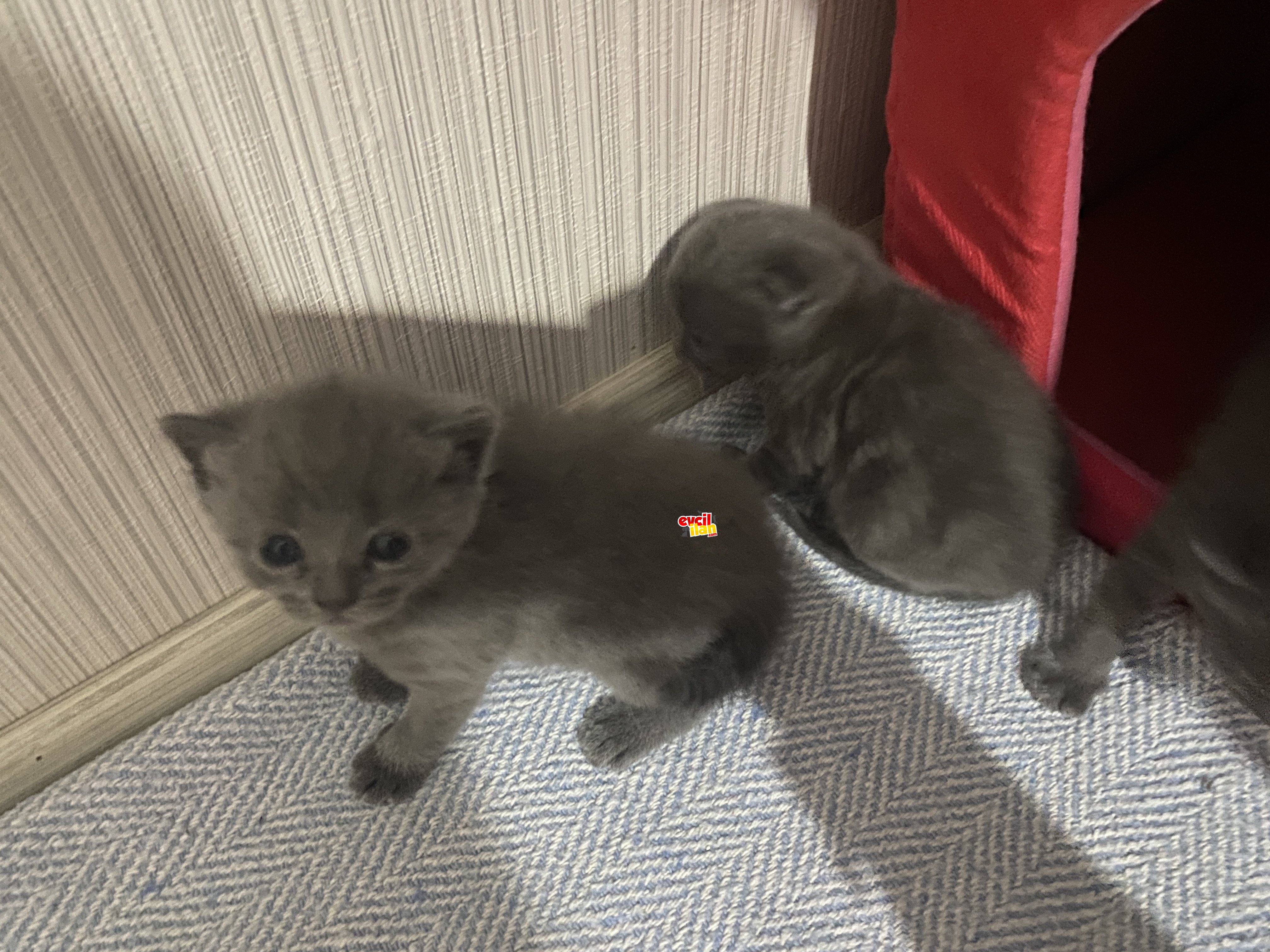British ve scottish shorthair Bebekler