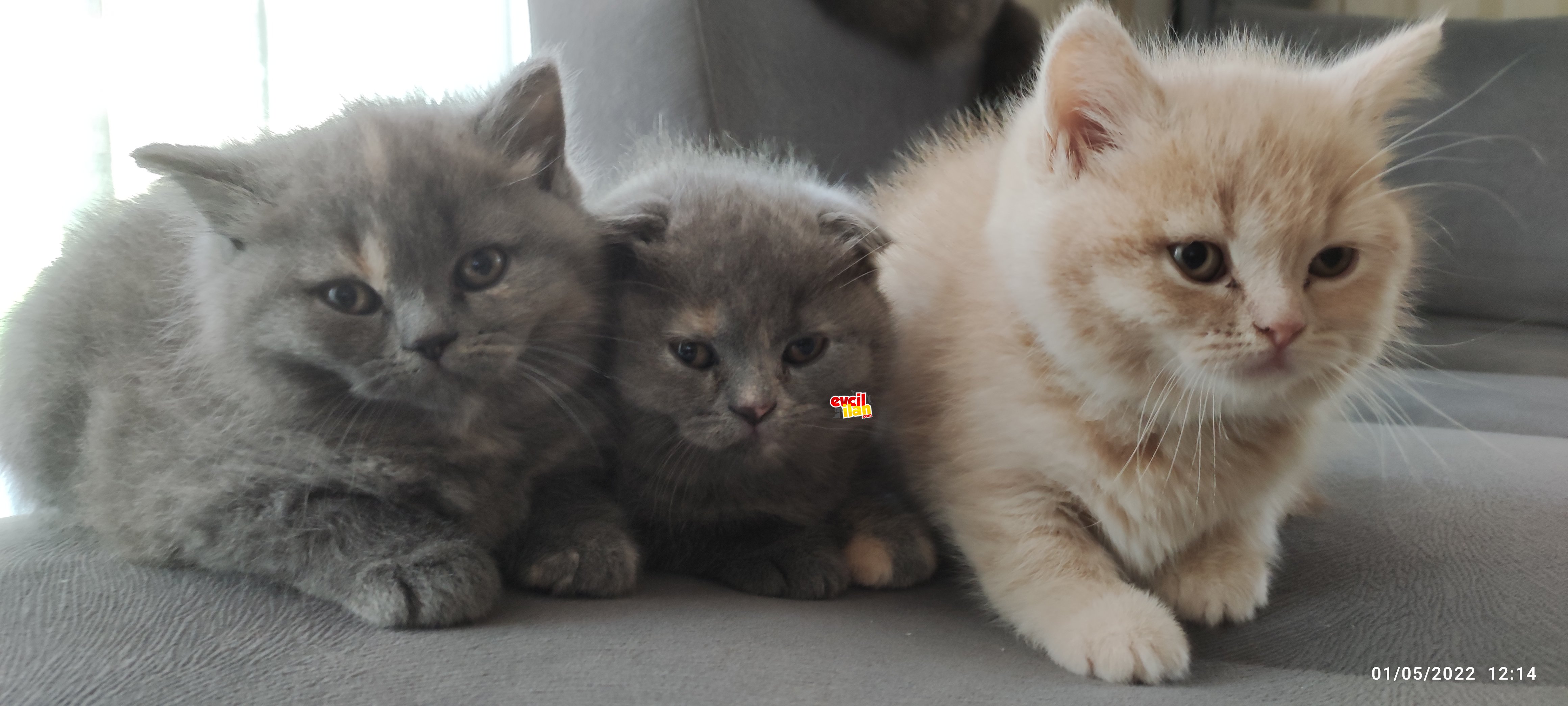 British ve scottish yavrular