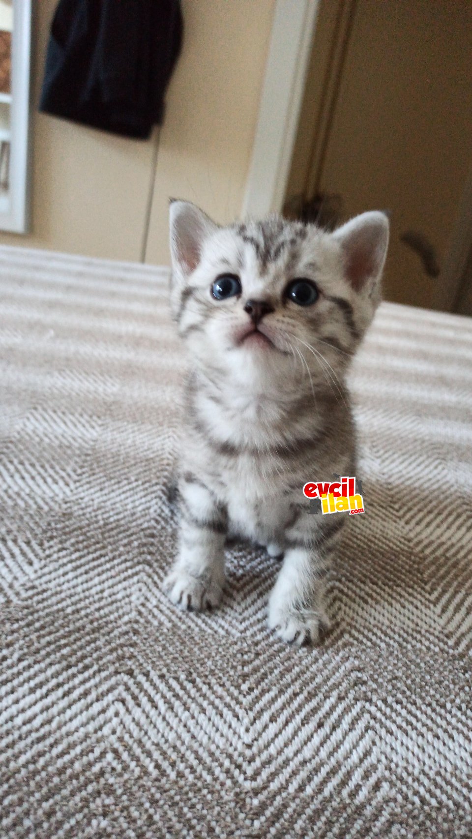 British Wiskas çok tatlı 