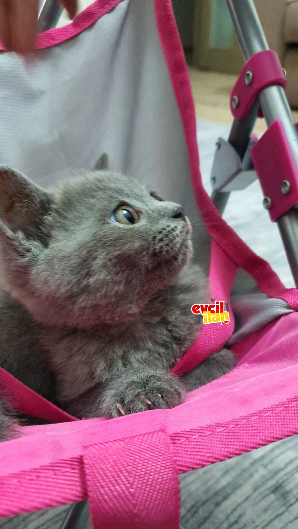 british yavru kedi 