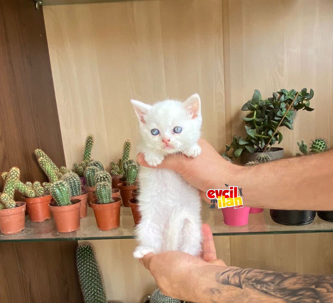 BRİTİSH YAVRU KEDİ