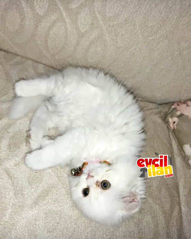 British Yavru Kedi
