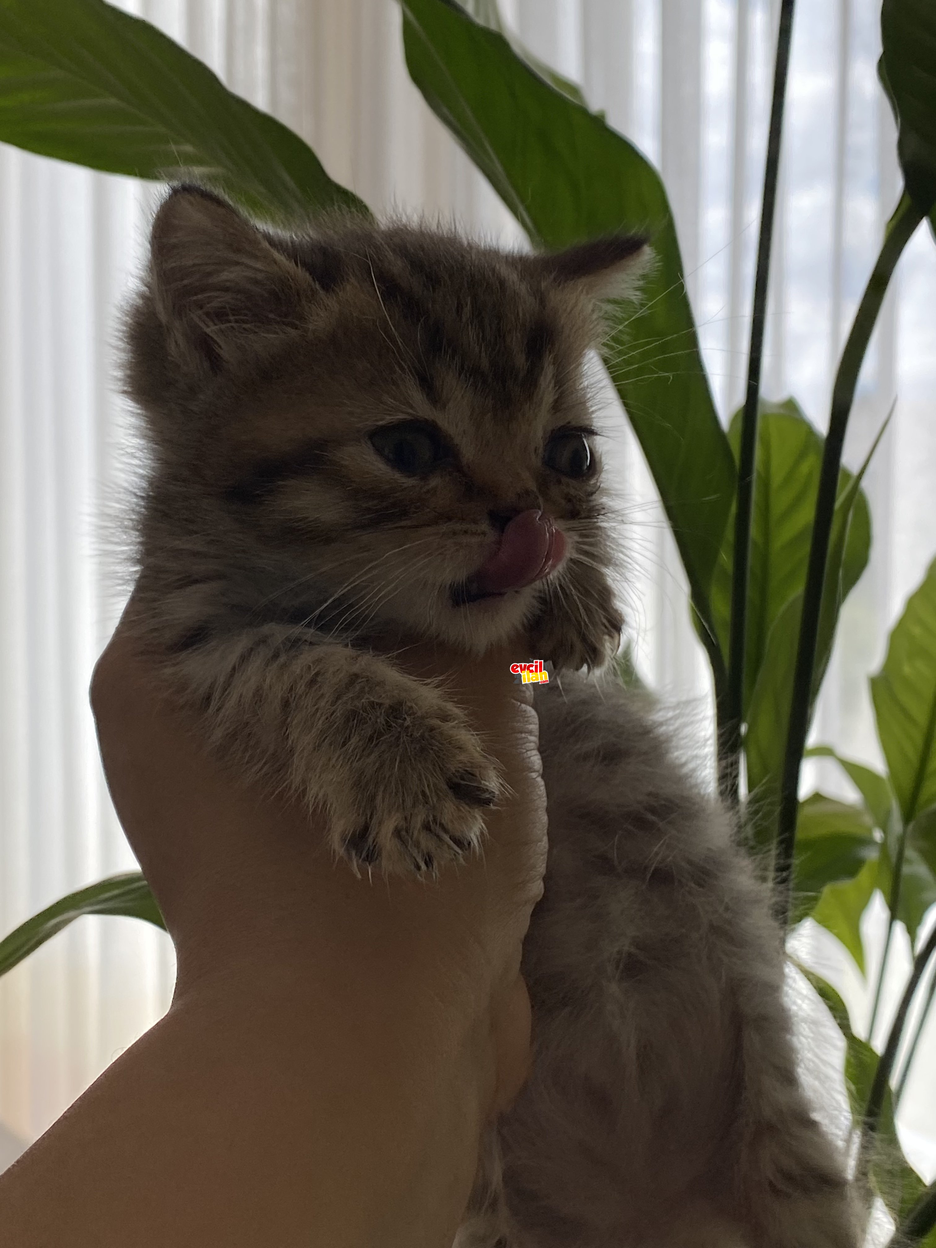 British yavru kedi