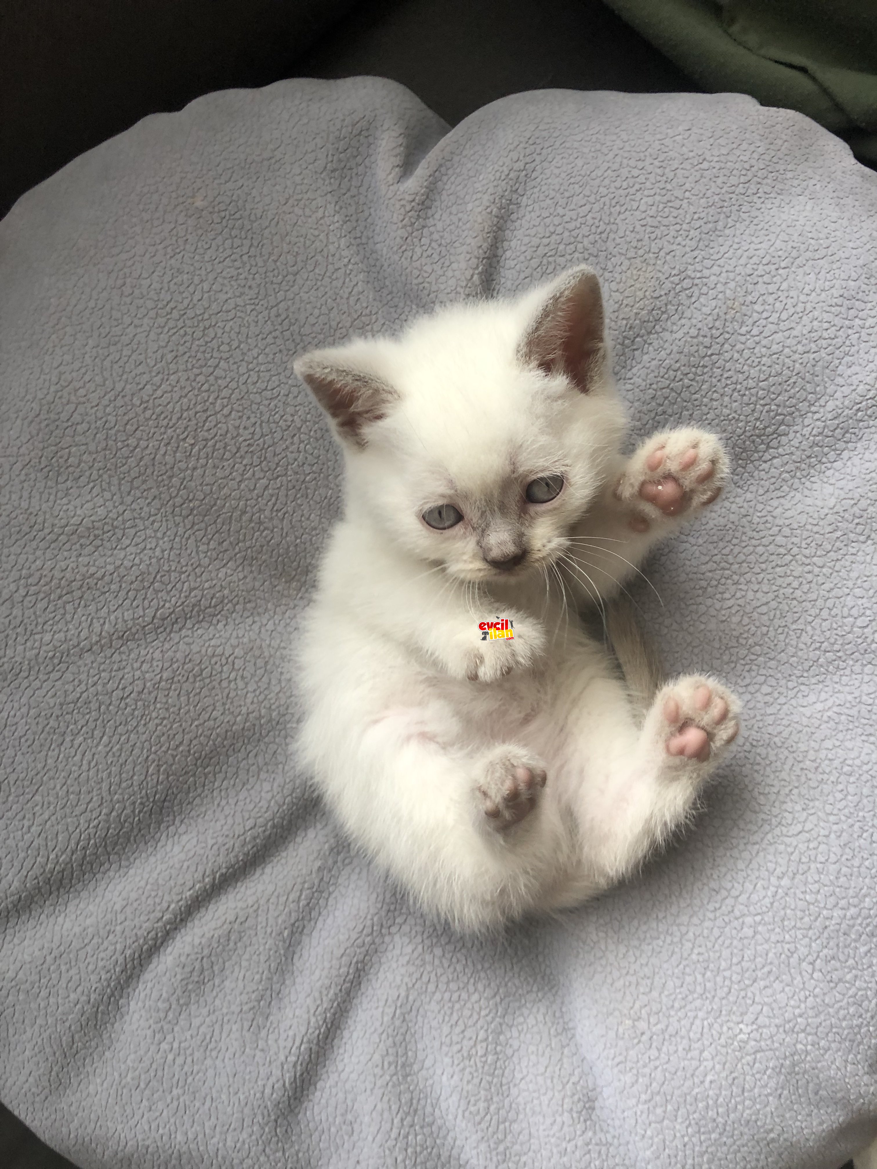 British yavrular kaçırmayın