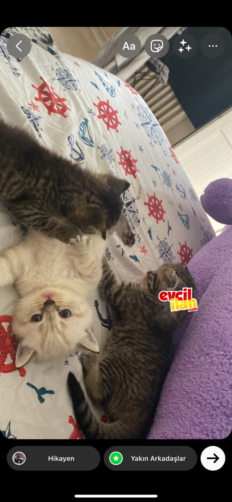 British yavrular sahiplendirilcektir 45 günlük anne blue point baba scottish fold 2 adet dışı +1 adet erkek ıstanbul bakirkoy