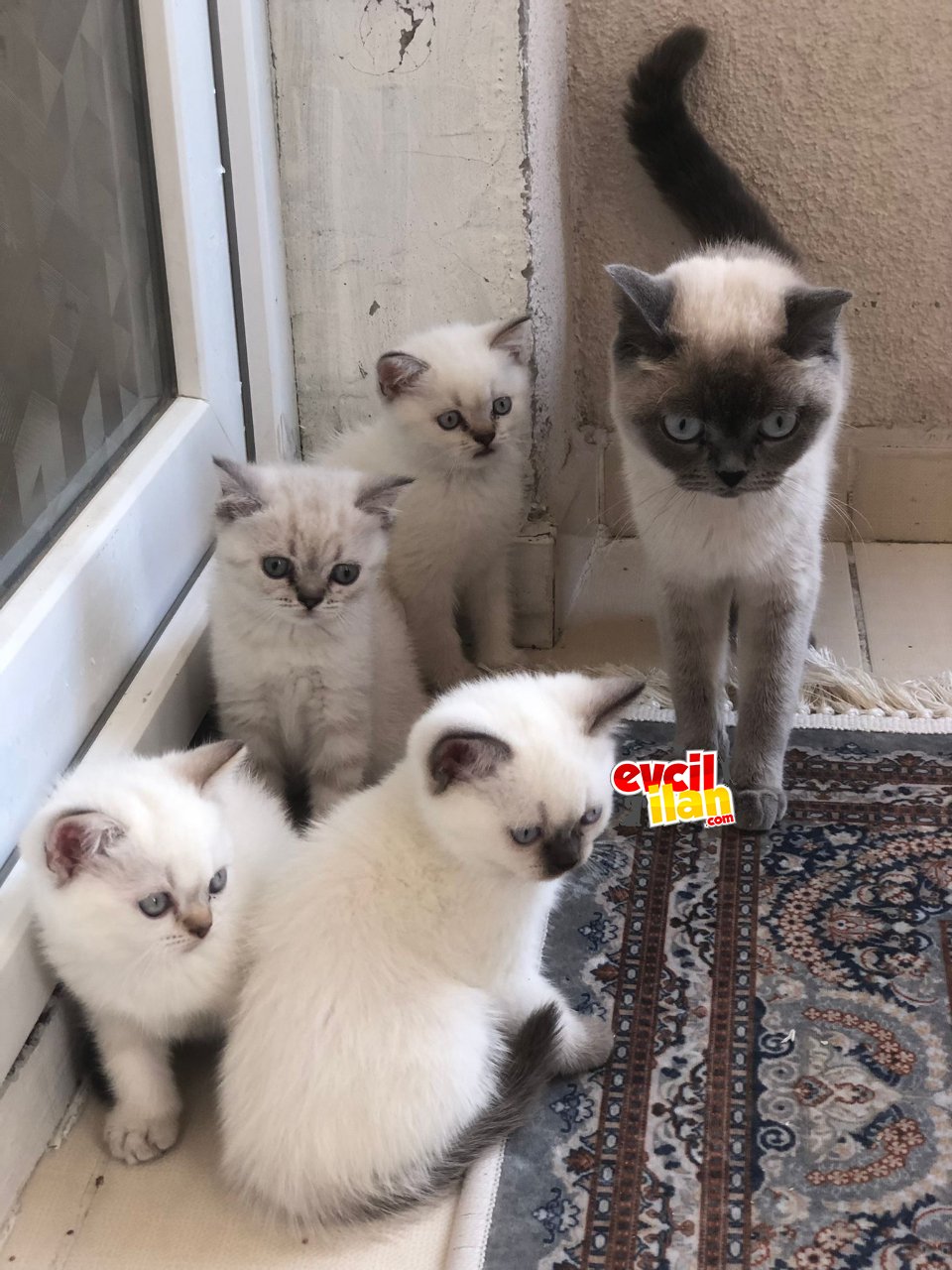 British yavruları safkan 