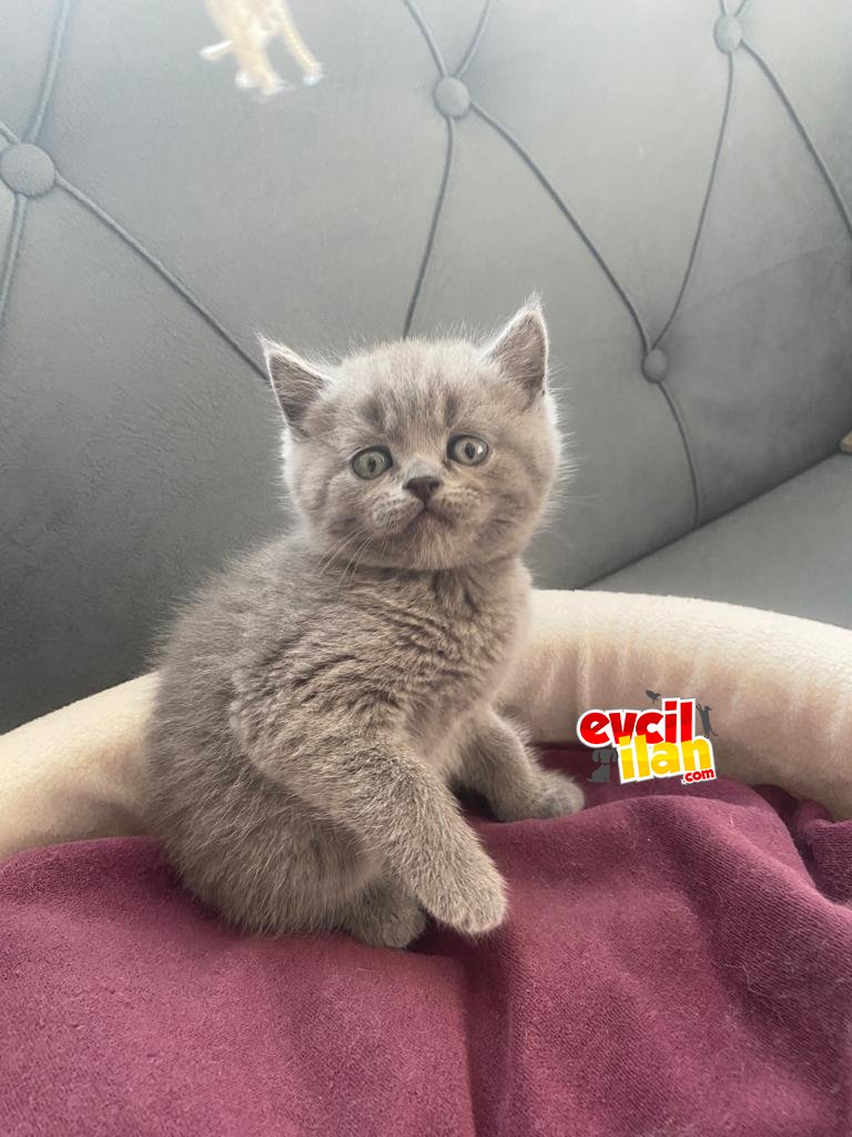 British yavrularımız mama tuvalet eğitimleri var yeni yuvalarını arıyorlar 