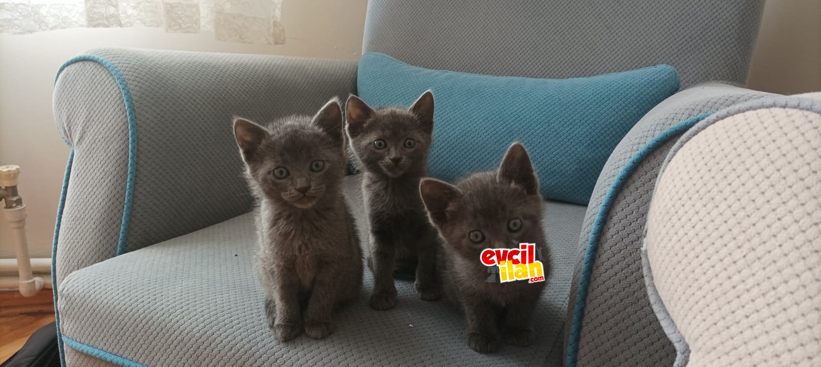 British Yavrularımıza yuva arıyoruz!