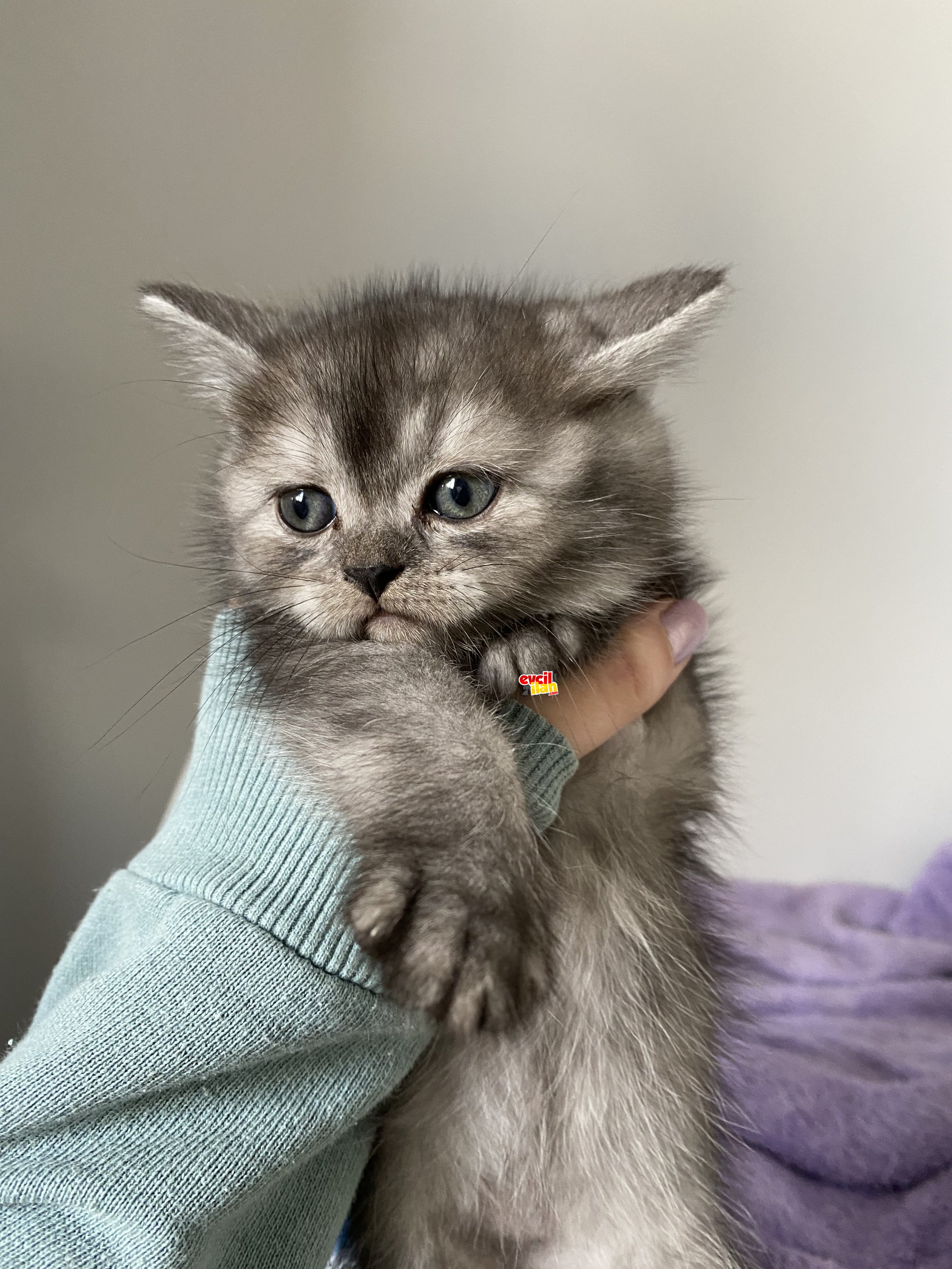 Britishshort hair sahiplendirme