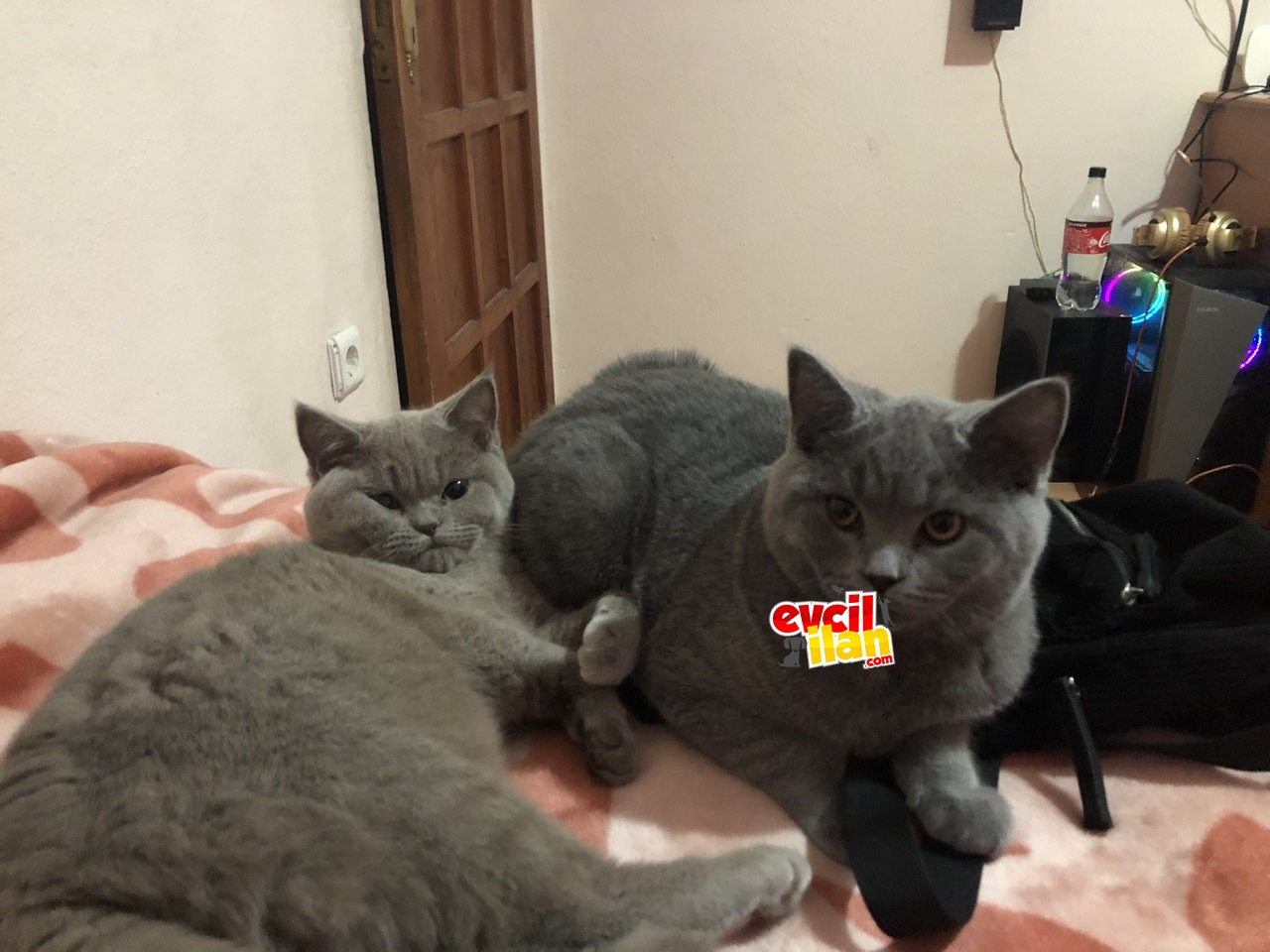 Britishshorthair 9aylık