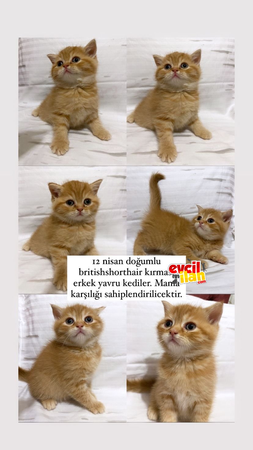 Britishshorthair kırması erkek yavru kedi