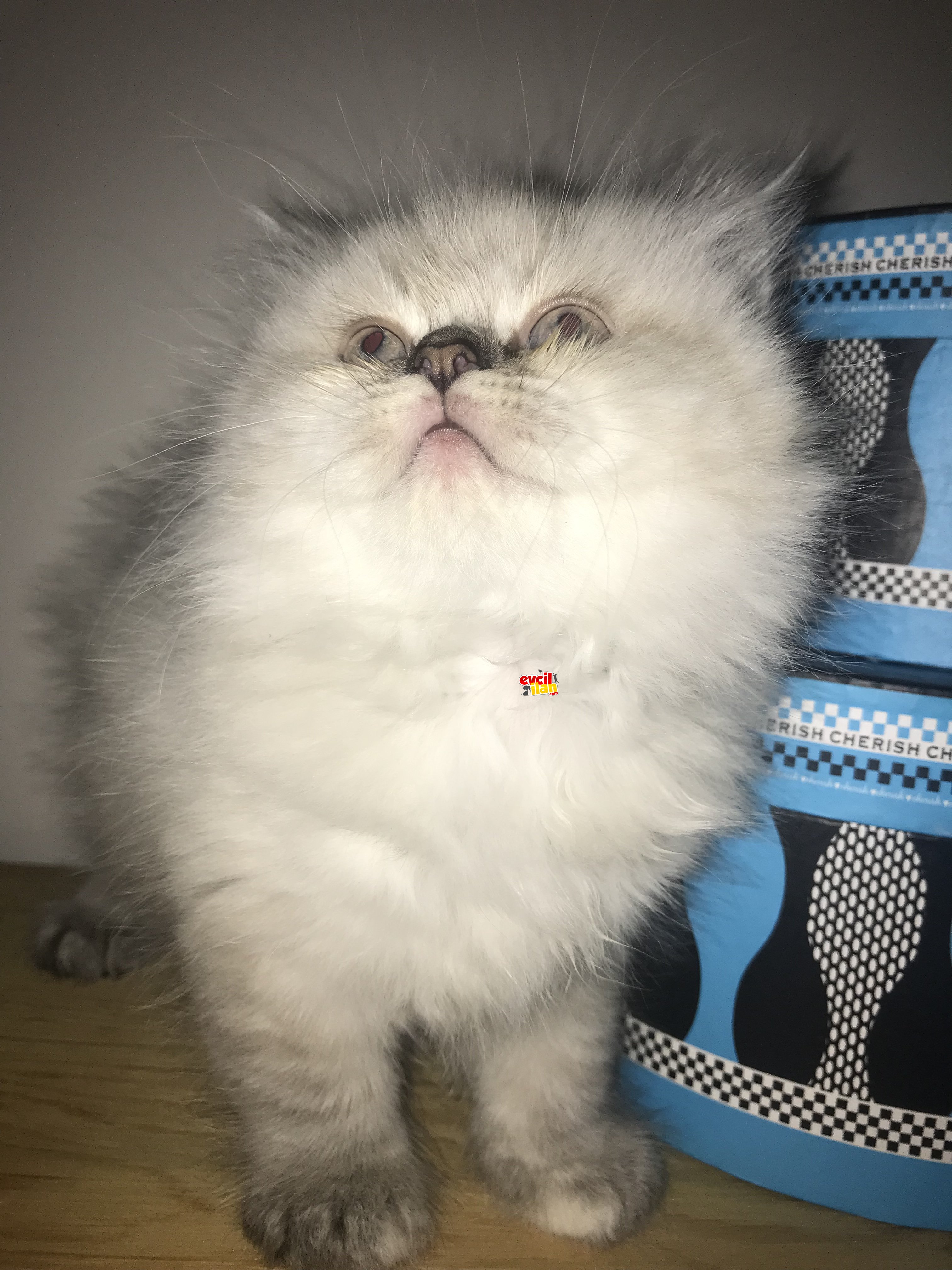 Britishshorthair safkan gerçek ırk 