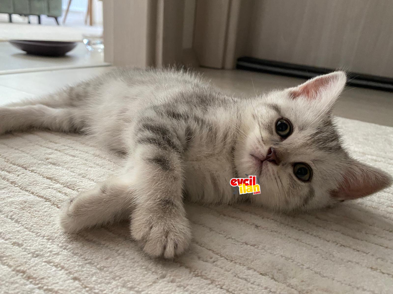 Britishshorthair safkan yakışıklı oğullarımız 