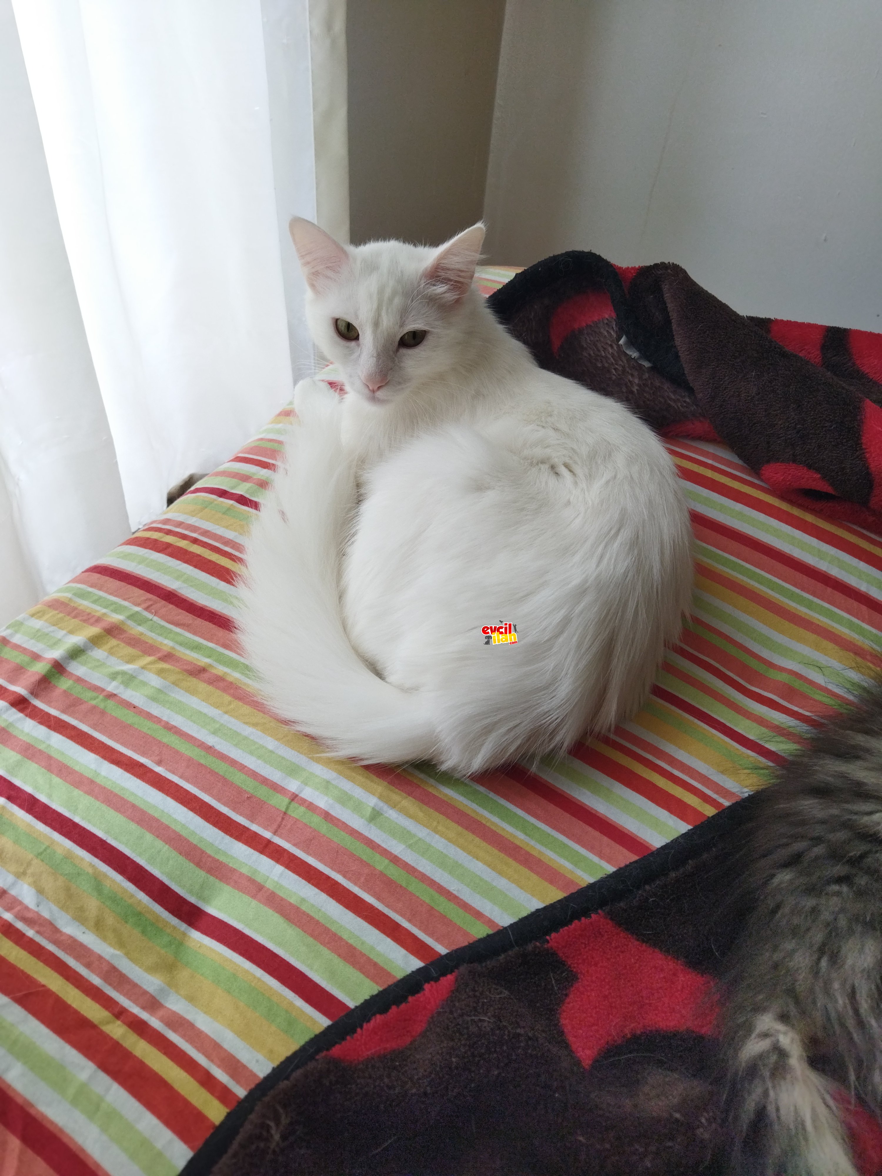 Angora kedisi