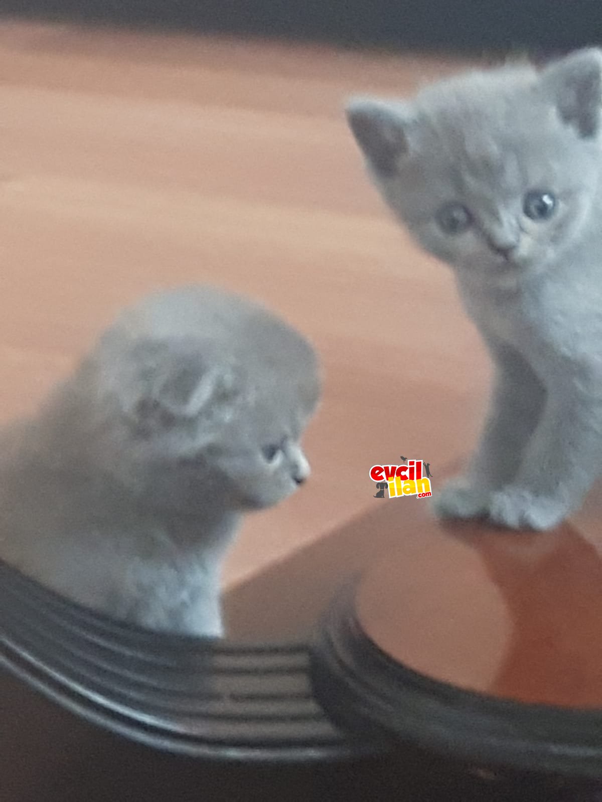 Britsh scotısh scotısh fold 