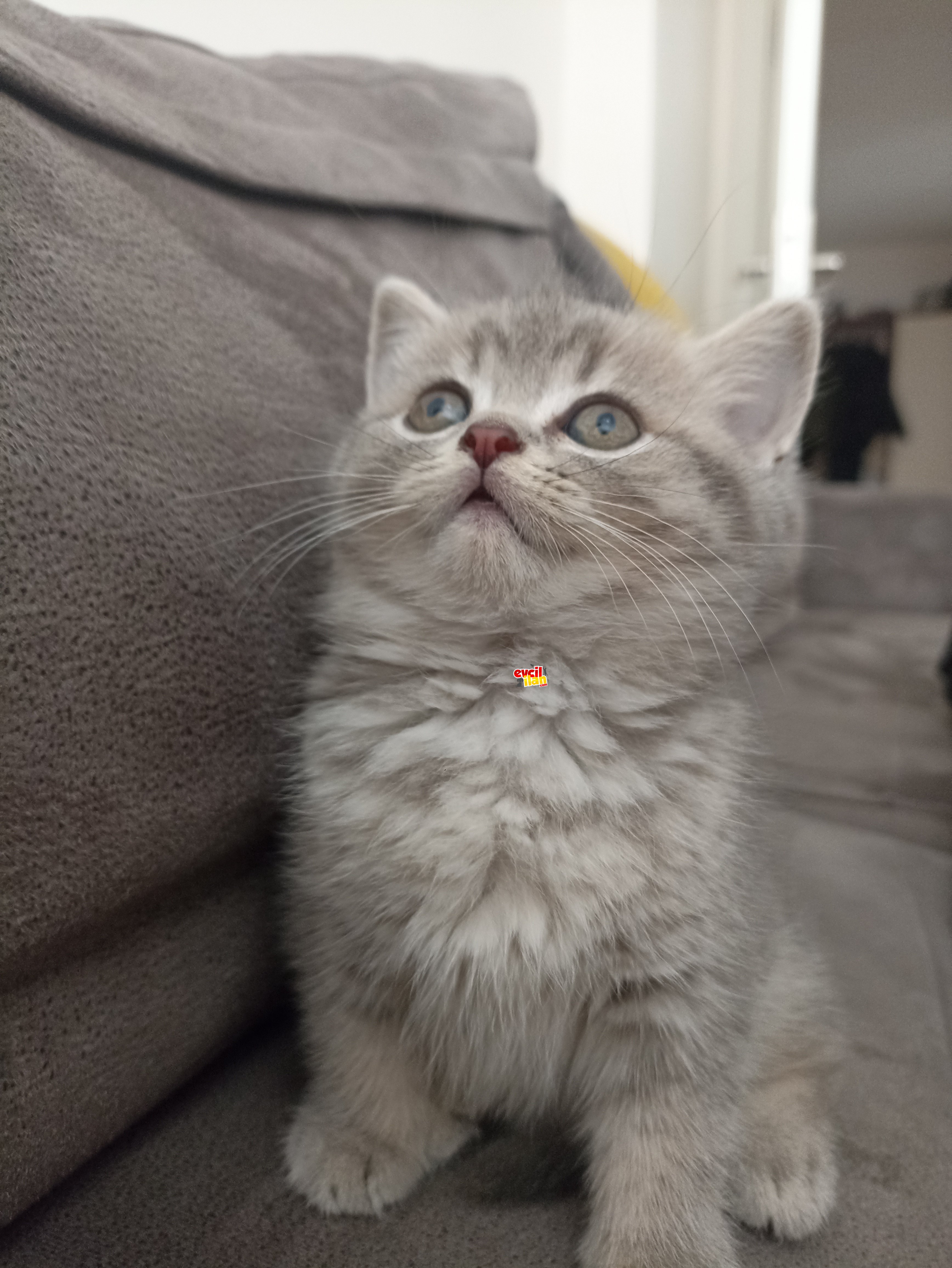 BRİTTİSH SHORTHAİR 2 AYLİK PATİMİZ