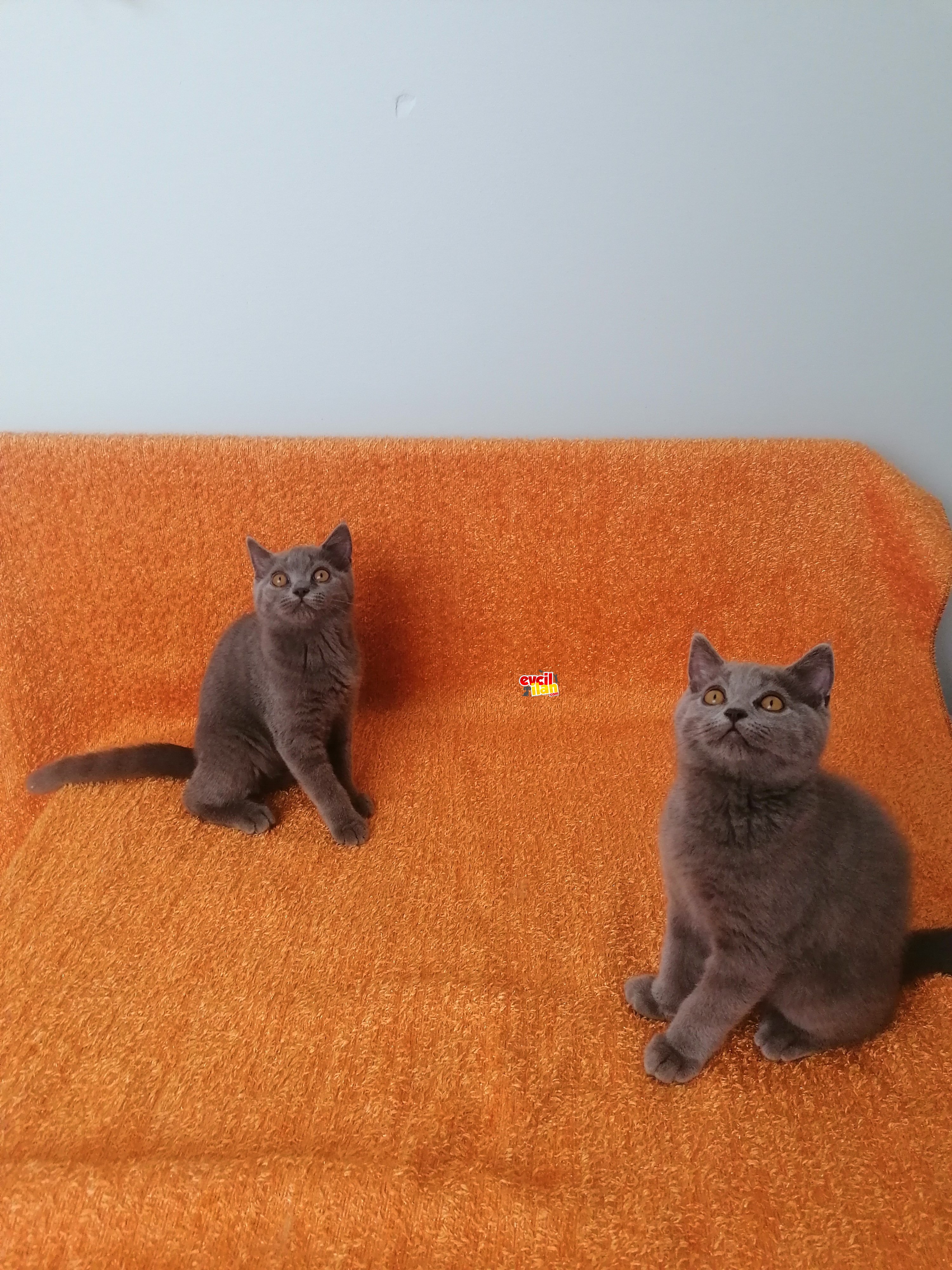 Brittish shorthair yavrularım