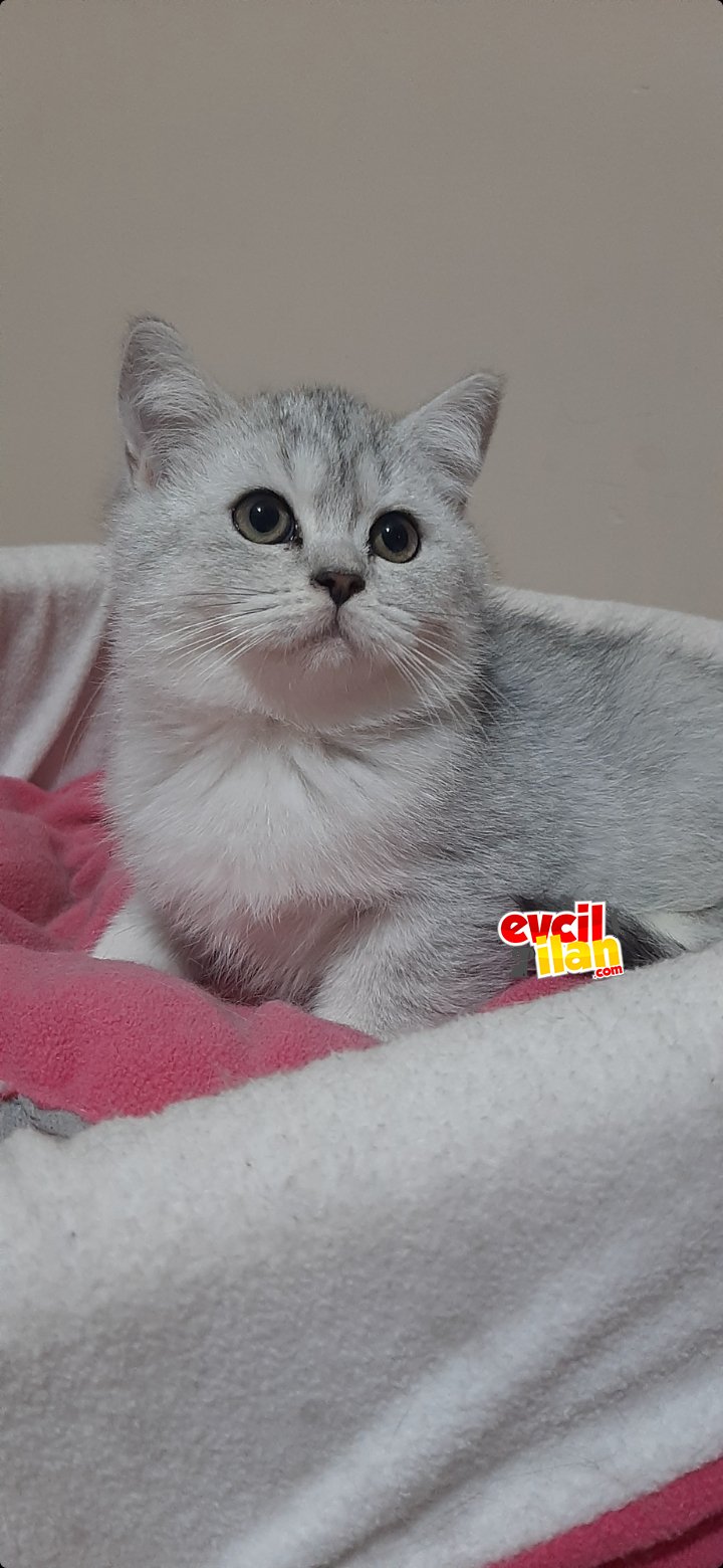 Brittish Silver tabby