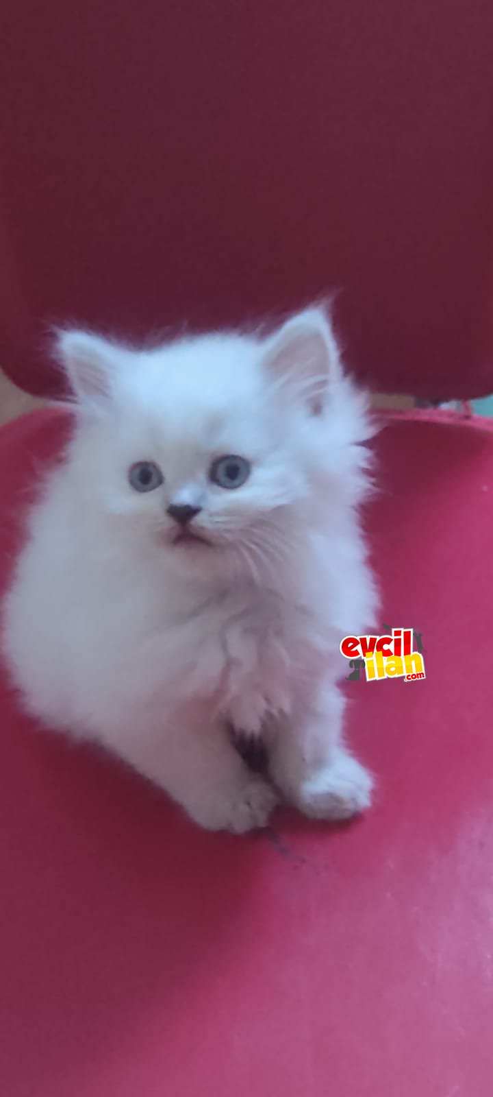 Brittish ve Scottish Fold 50GÜNLÜK YAVRULAR