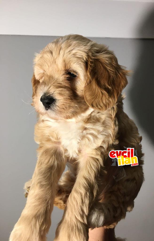 Brown maltipoo dişi yavrumuz teslime hazır 