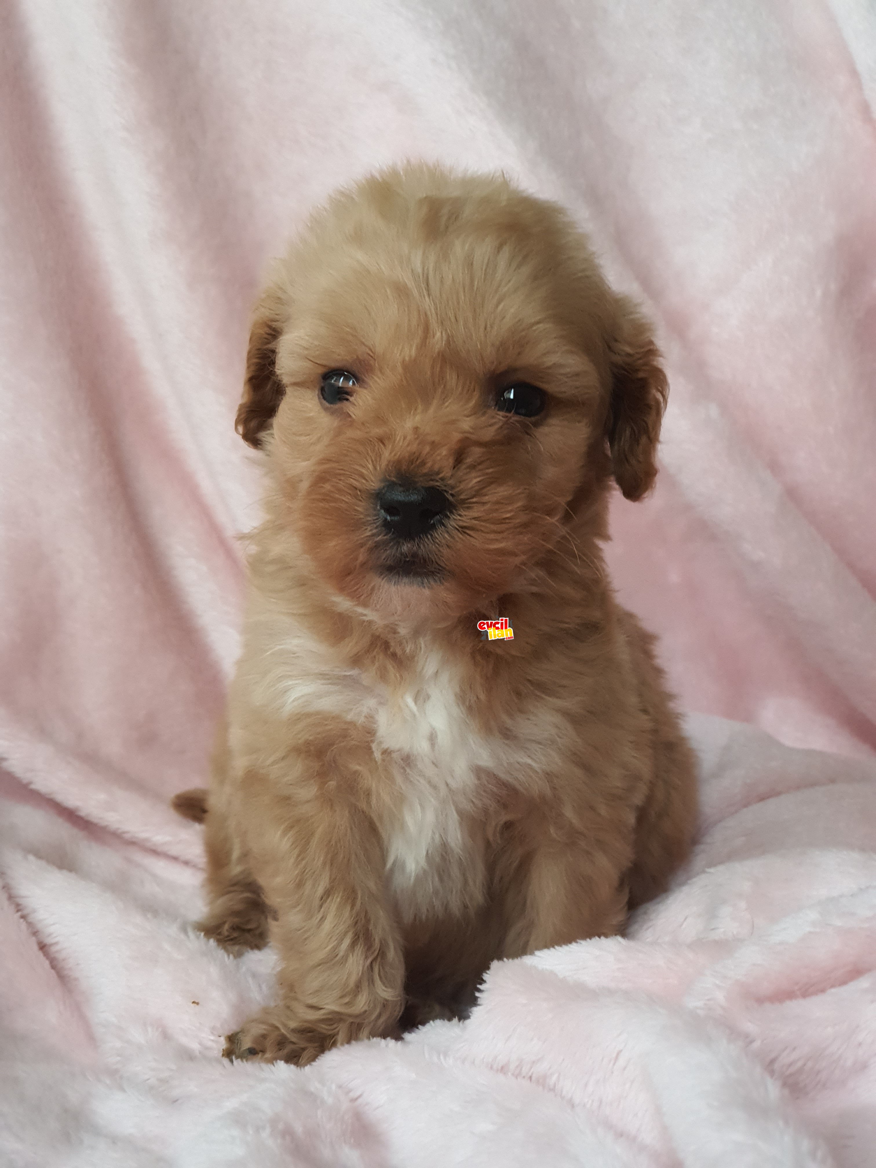 Brown maltipoo erkek yavrumuz teslime hazır 