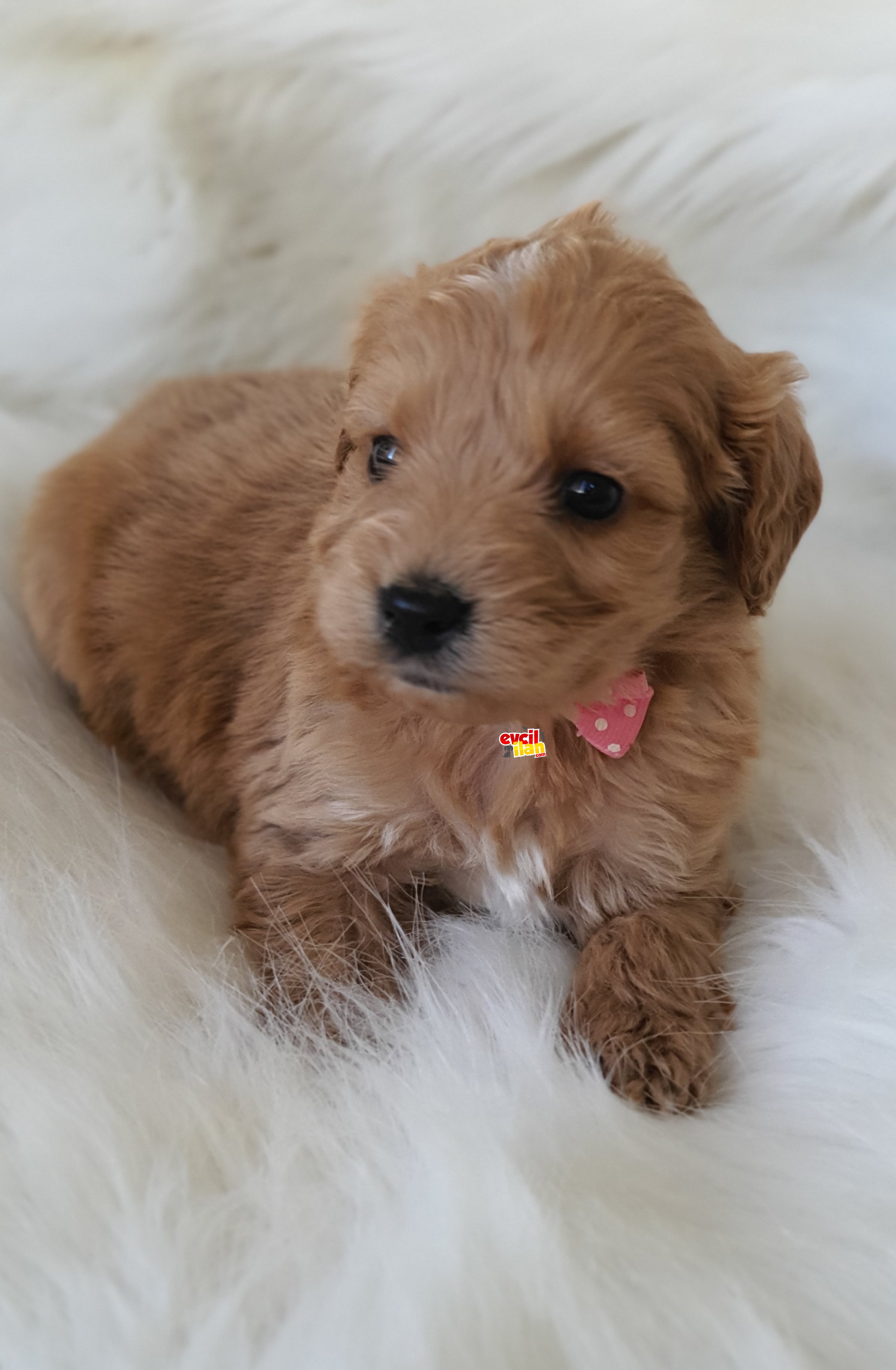 Brown ve particolor renk Maltipoo yavrularımız teslime hazır 