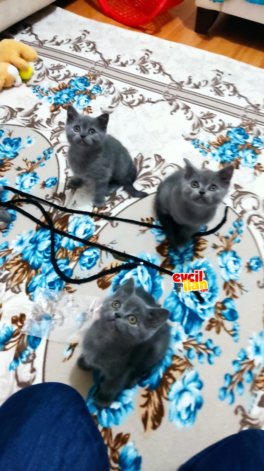 Brtish shorhair cinsli yavrularımız 70 günlük olup.tuvalet ve mama eğitimi tam. Erkek ve dişi bulunur