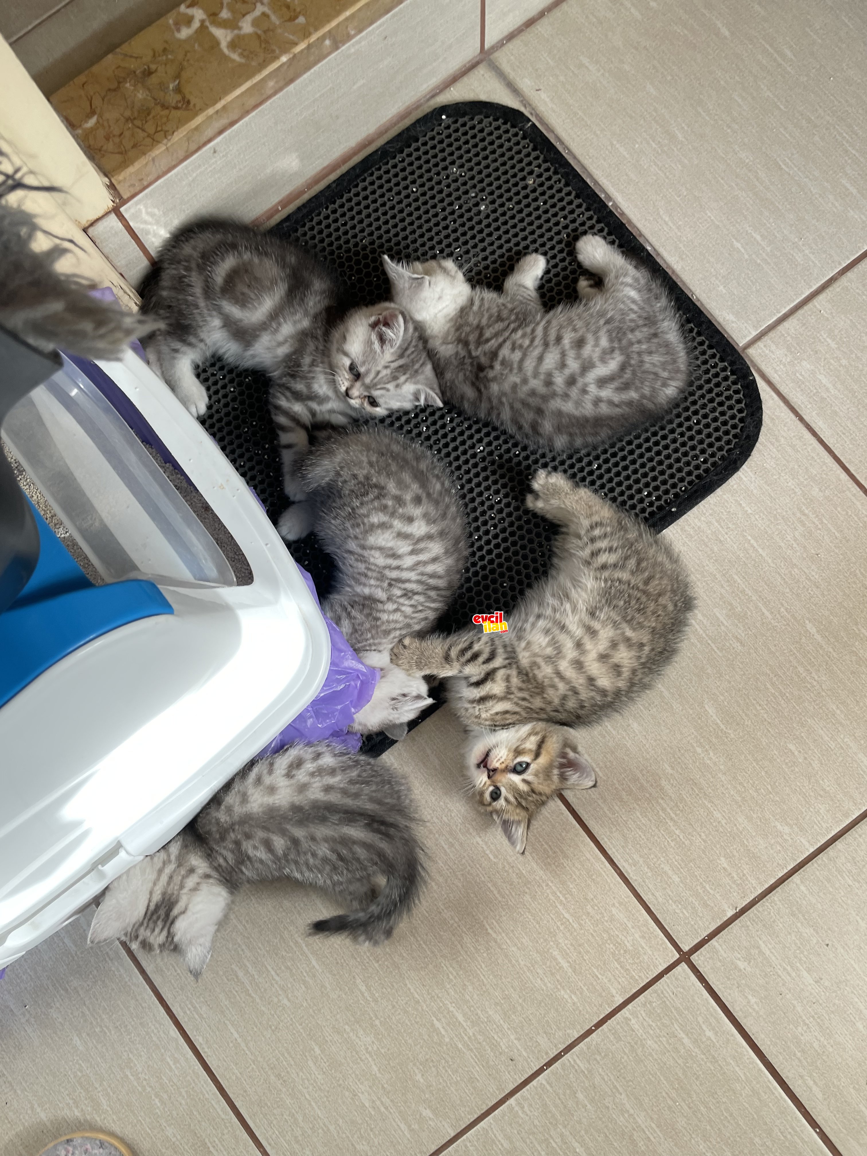 Brtish shorthair silver shaded anne ve babanın bebekleri