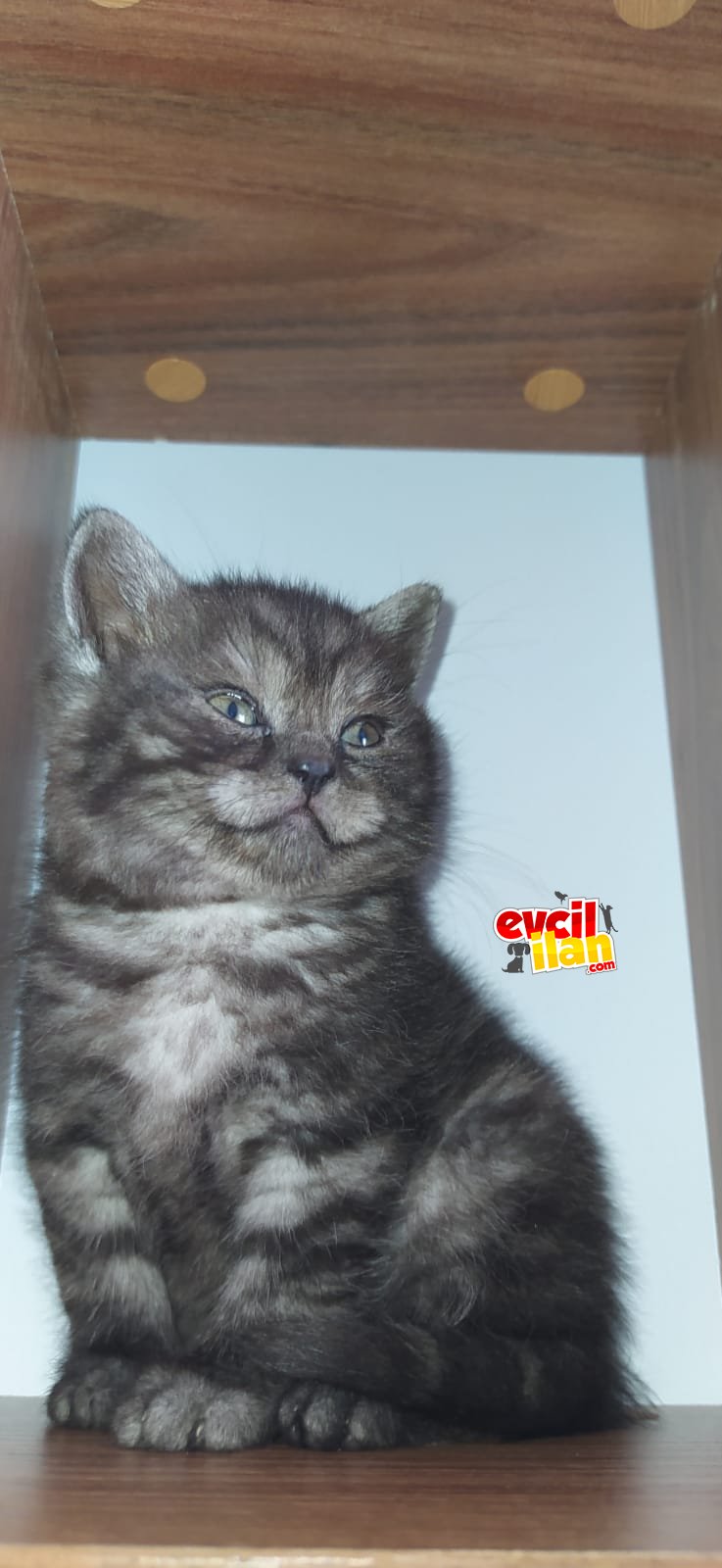 BRTİSH SHORTHAİR YAVRU 
