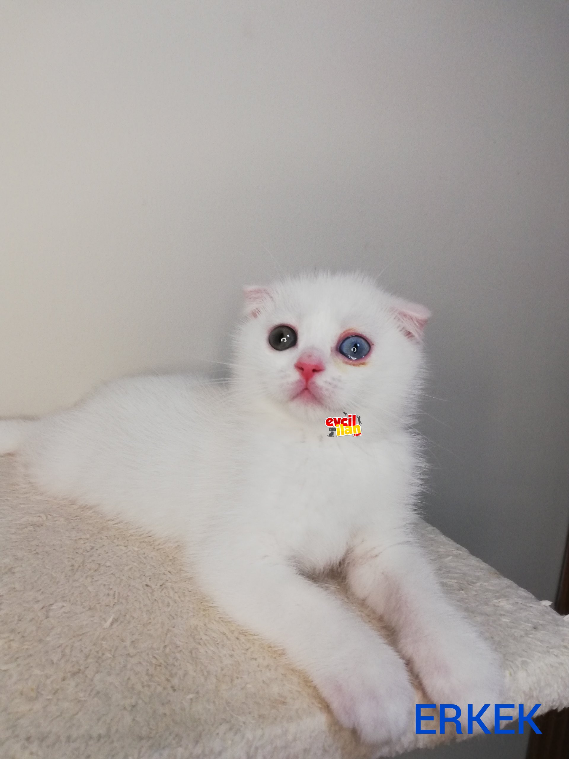 Brtisih shorthair Scottish fold muhteşem yavrular 