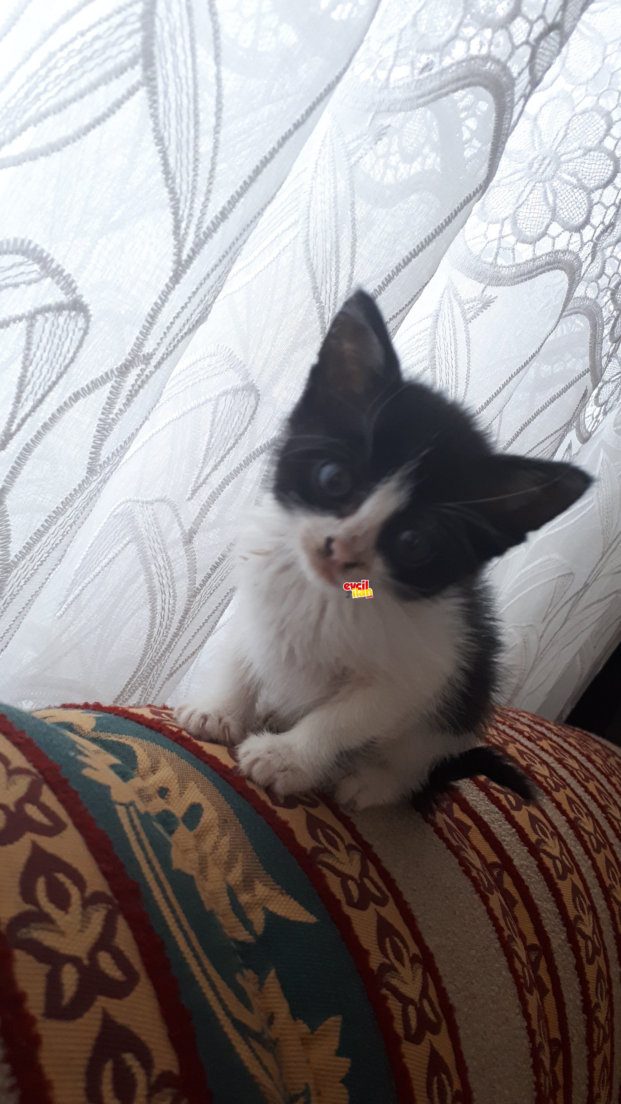 Bu güzel bebek yuva istiyor