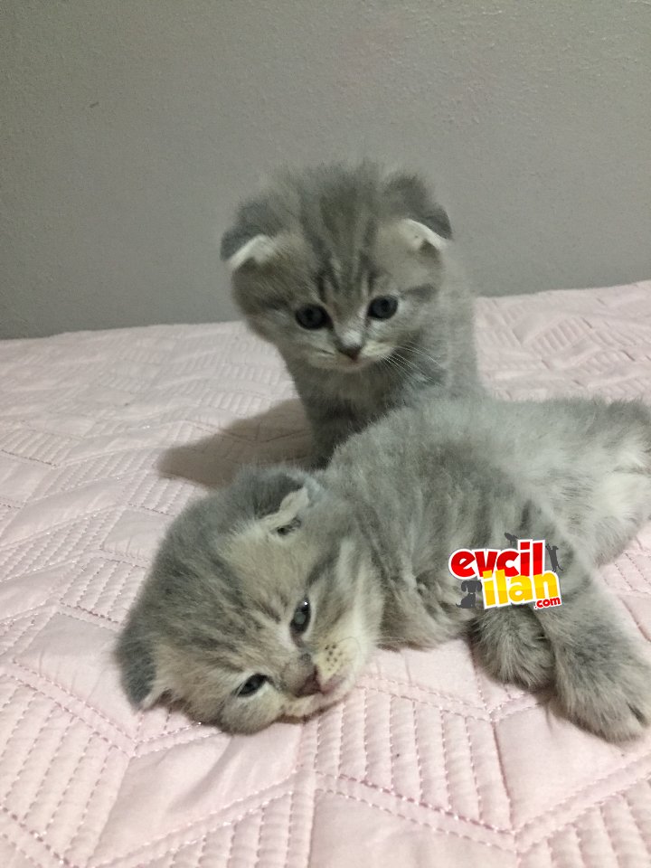 Bu iki güzel oğlana sıcak bir vuya arıyoruz