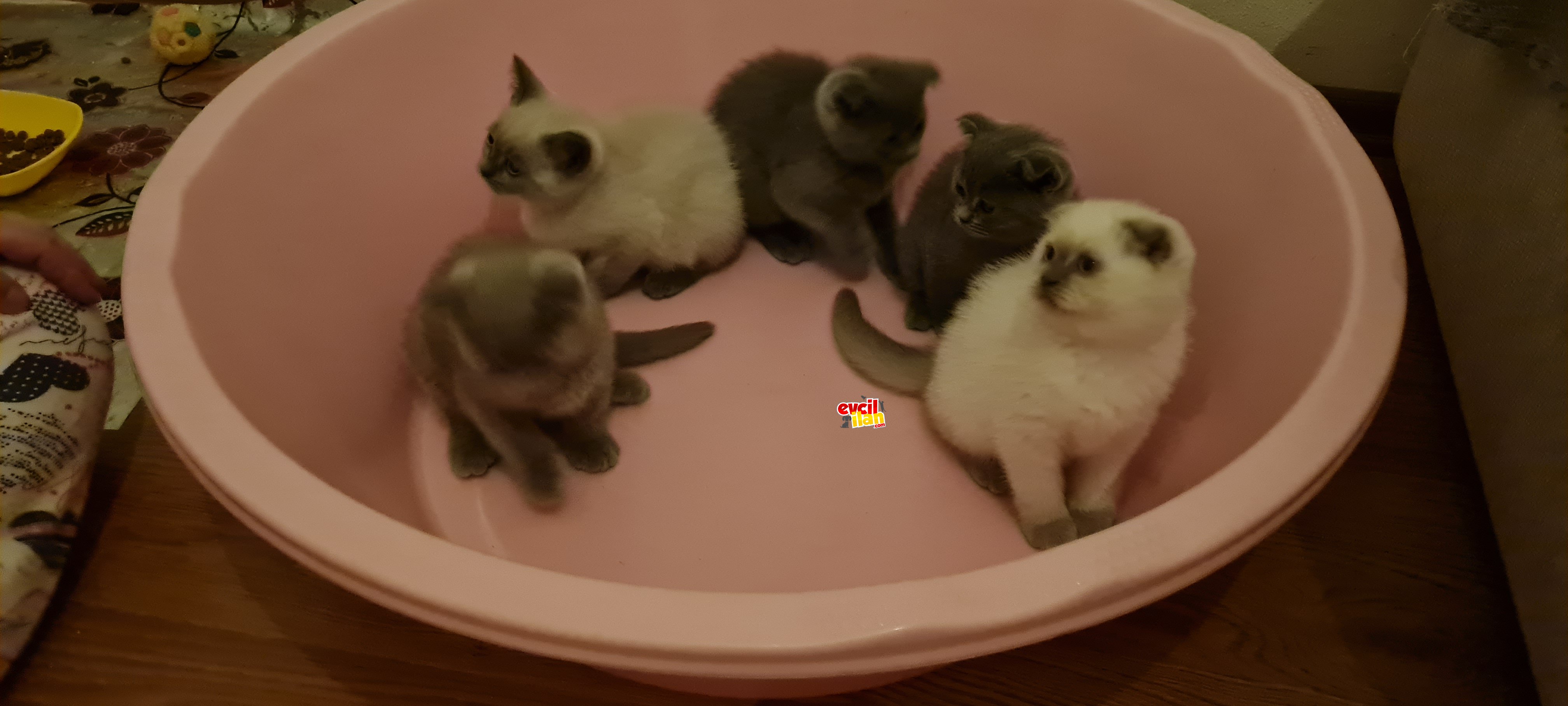 Bu kedilere inanamayacaksınız 