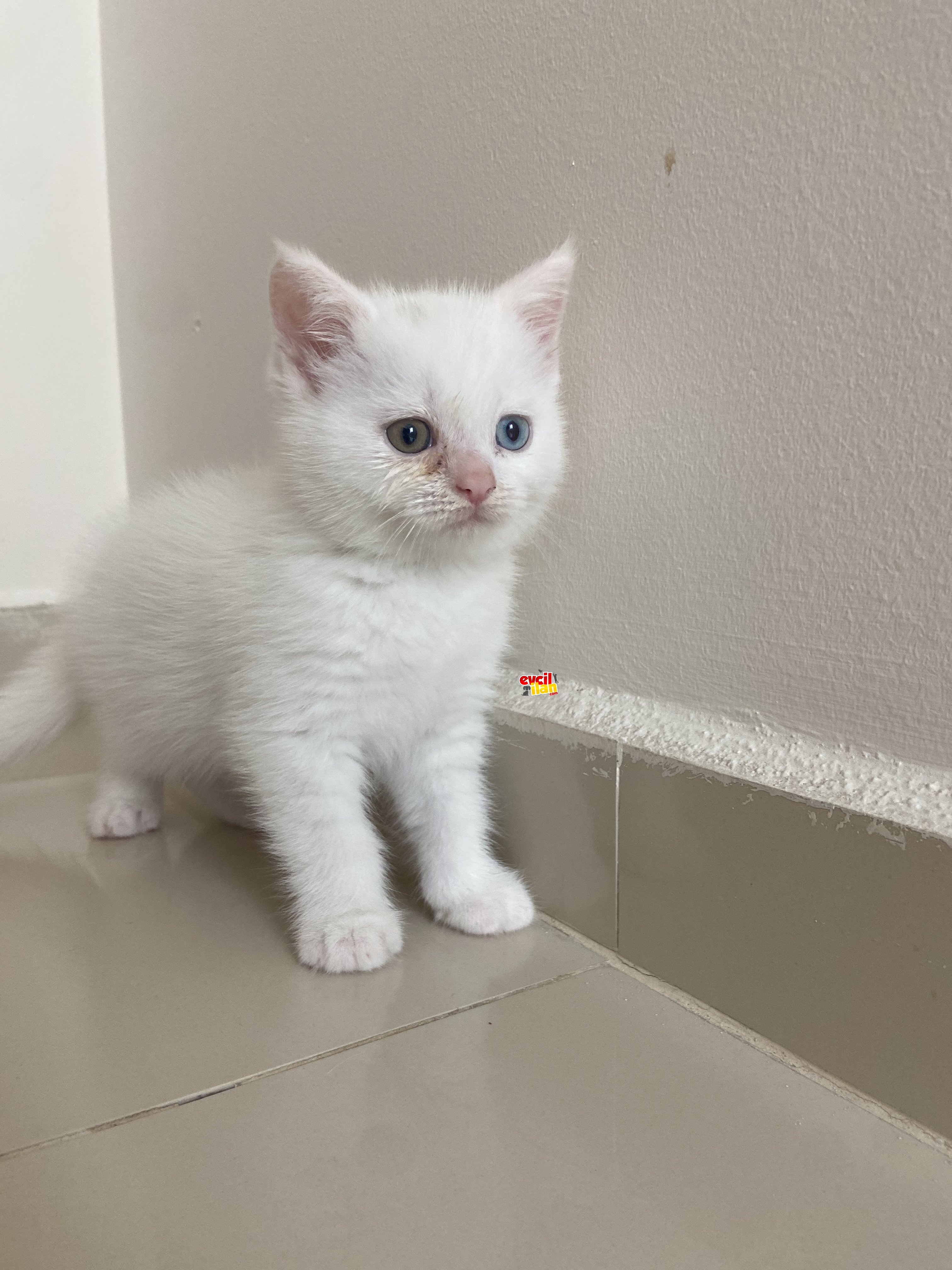 Bu minik dostumuz evinize neşe katması için iletişime geçebilirsiniz 