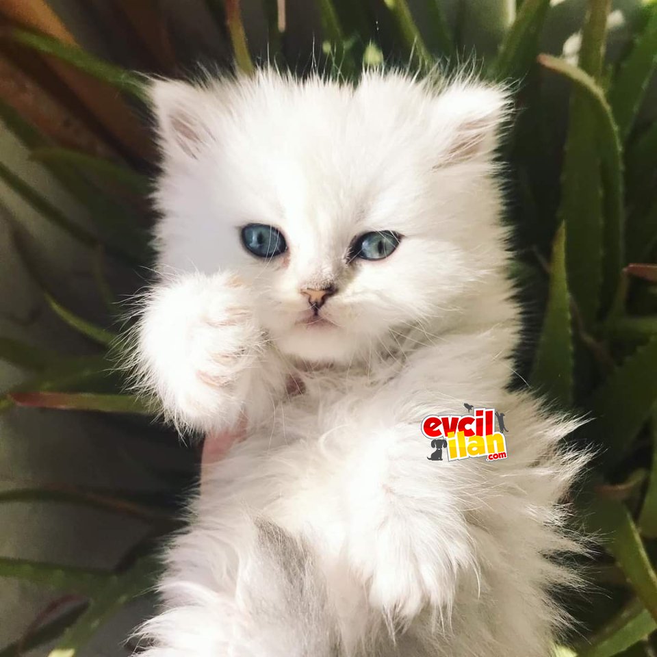 Bu minik kar topu 2 aylık sevimli bir aile bekliyor❤️????