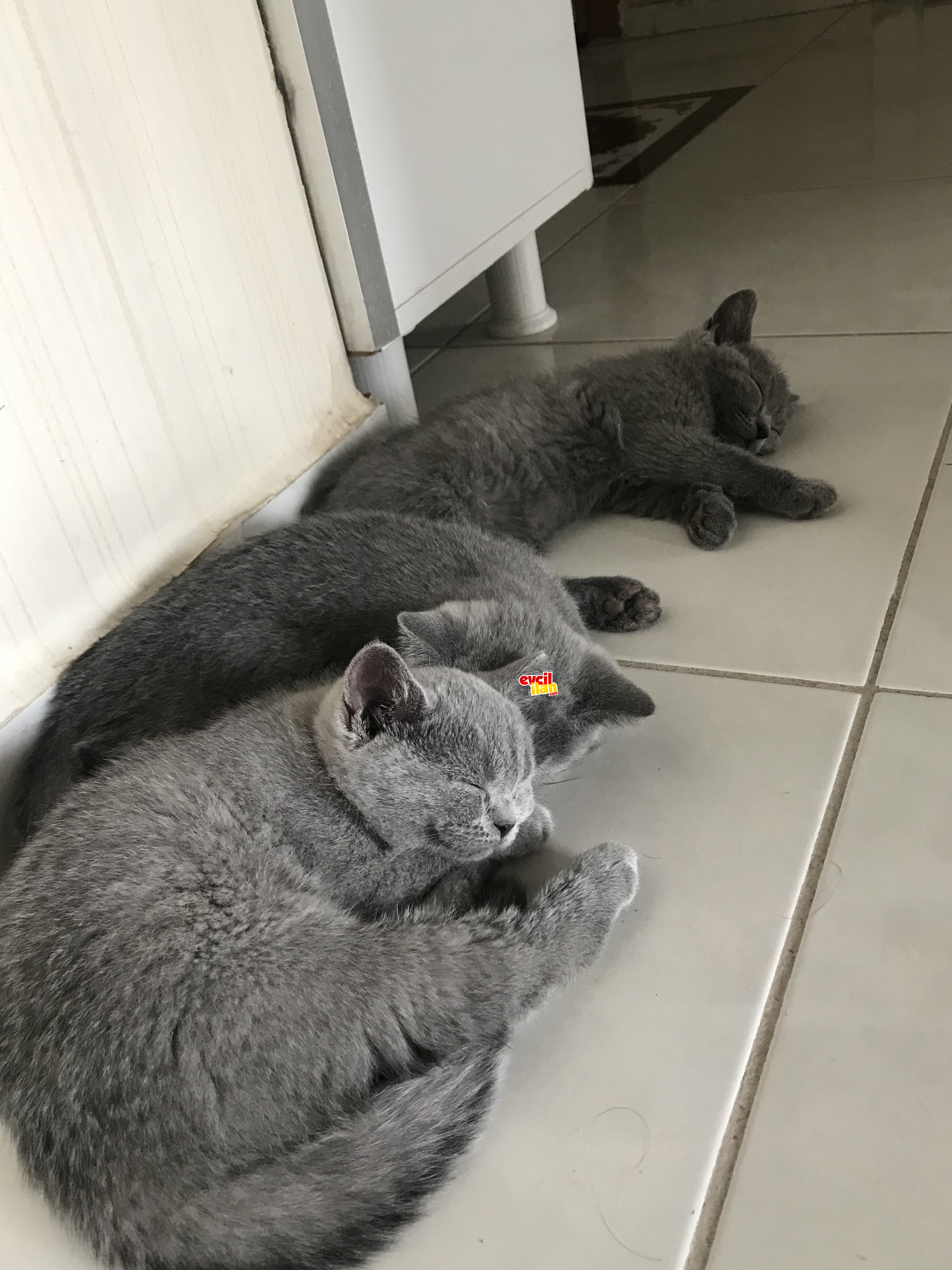 Bu tatlı yavru kedilere yuva aranıyor 